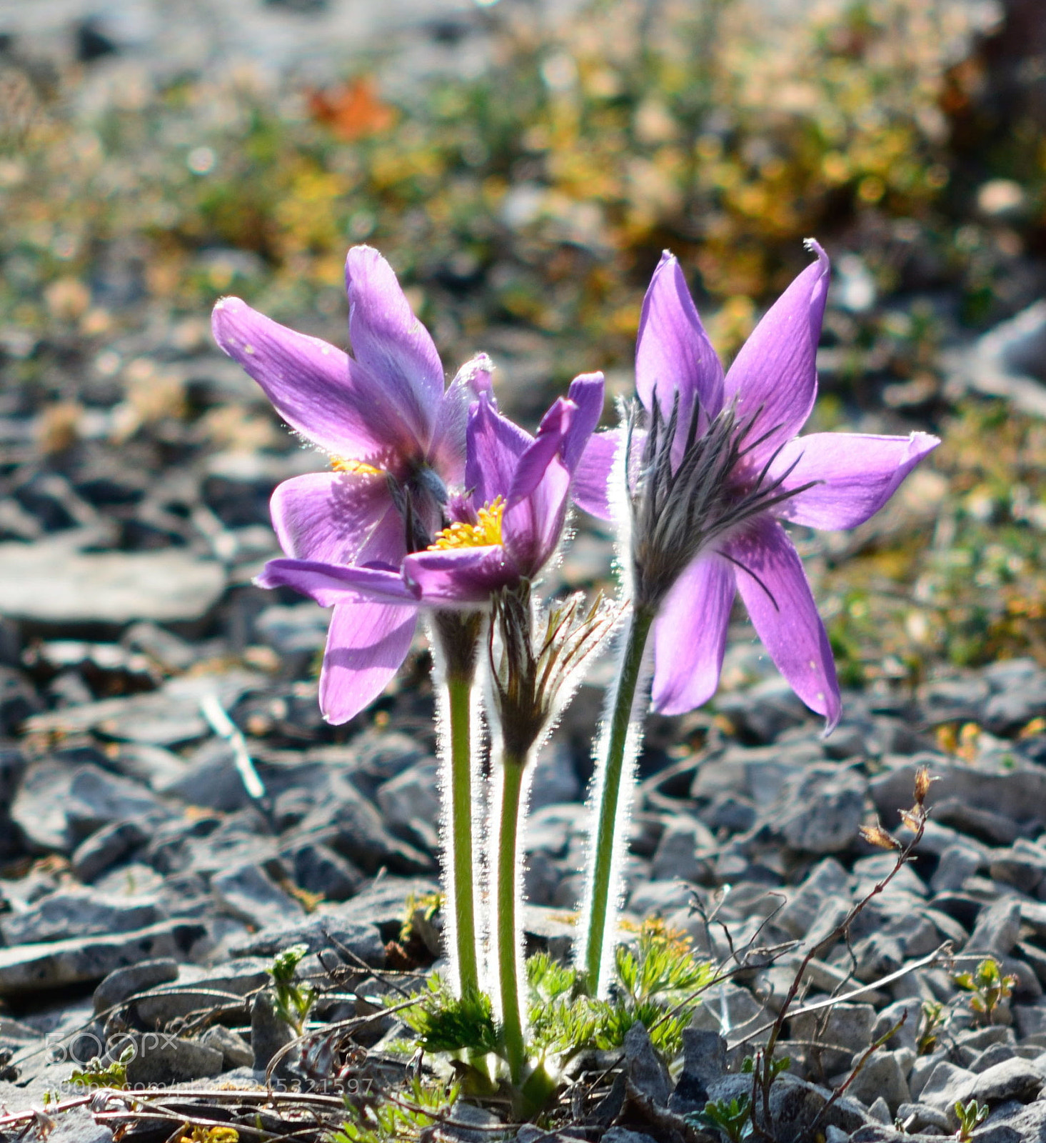 Nikon D5200 sample photo. Anémone pulsatile a photography