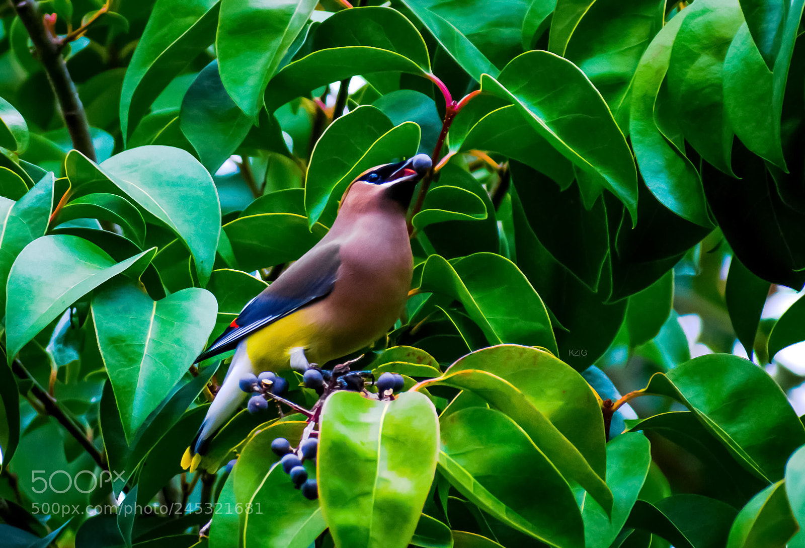 Nikon D3400 sample photo. Cedar waxwing photography
