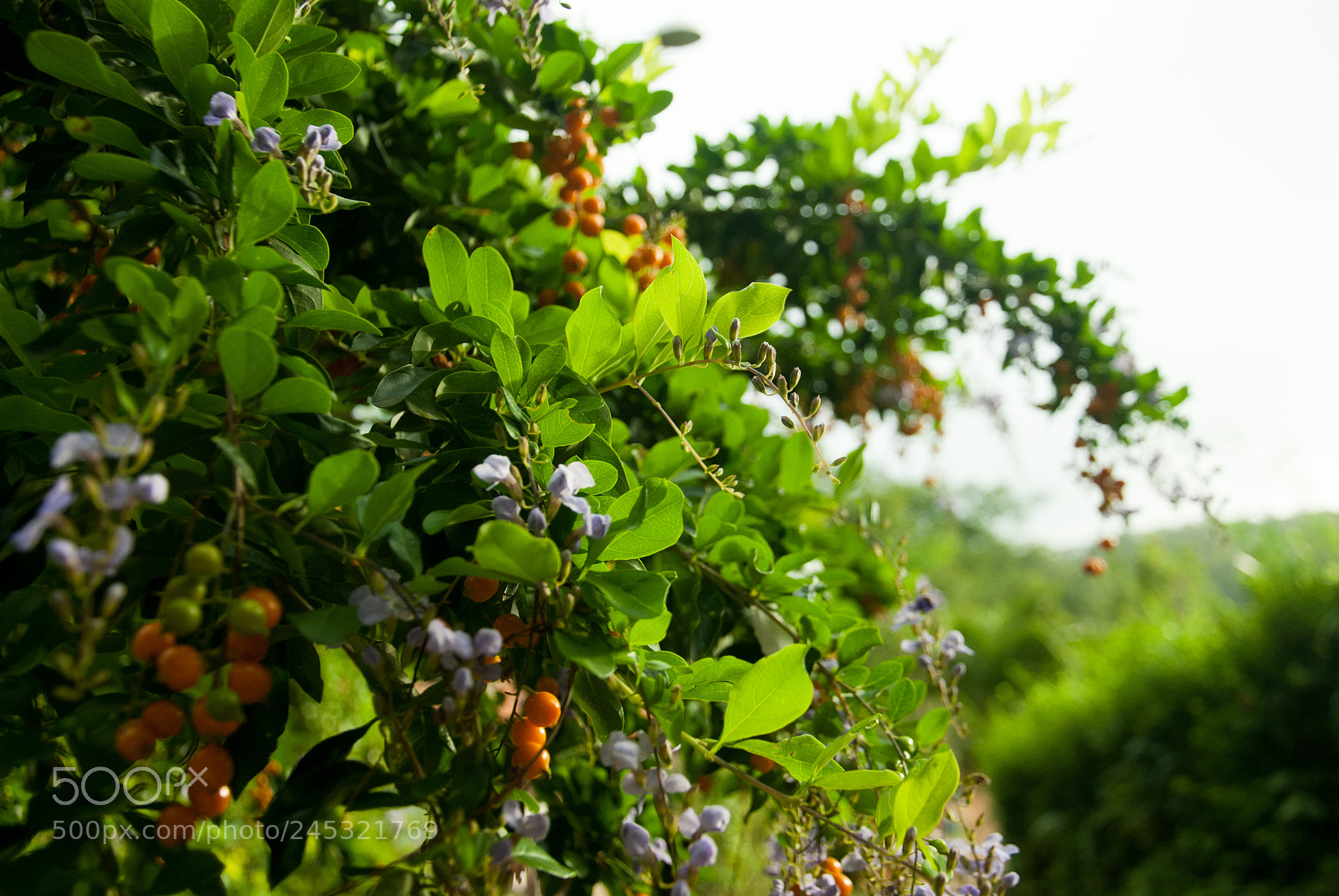 Nikon D80 sample photo. Paisagens photography