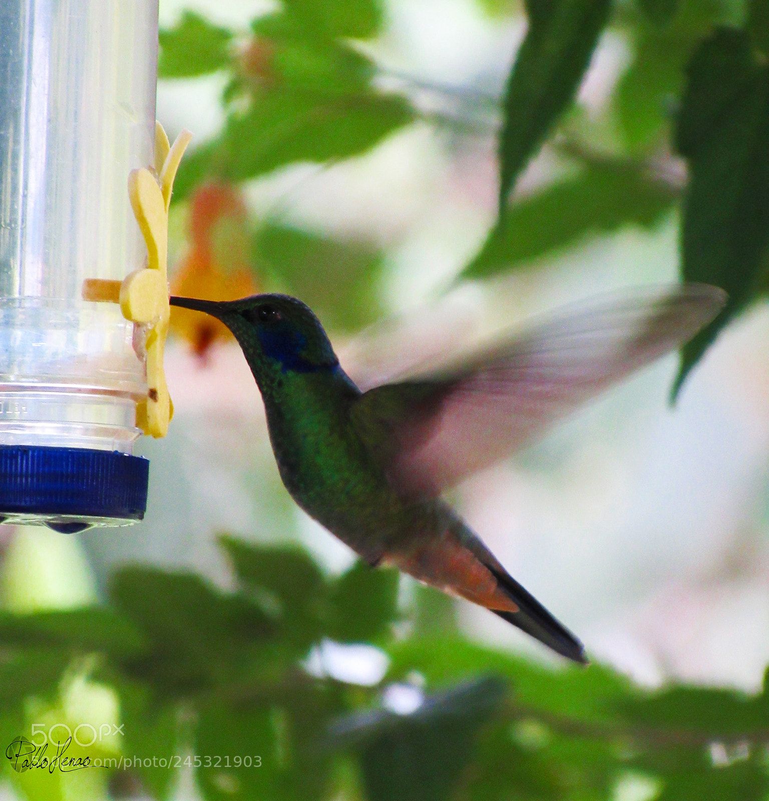 Canon PowerShot SX520 HS sample photo. Chillon verde /  green violetear photography