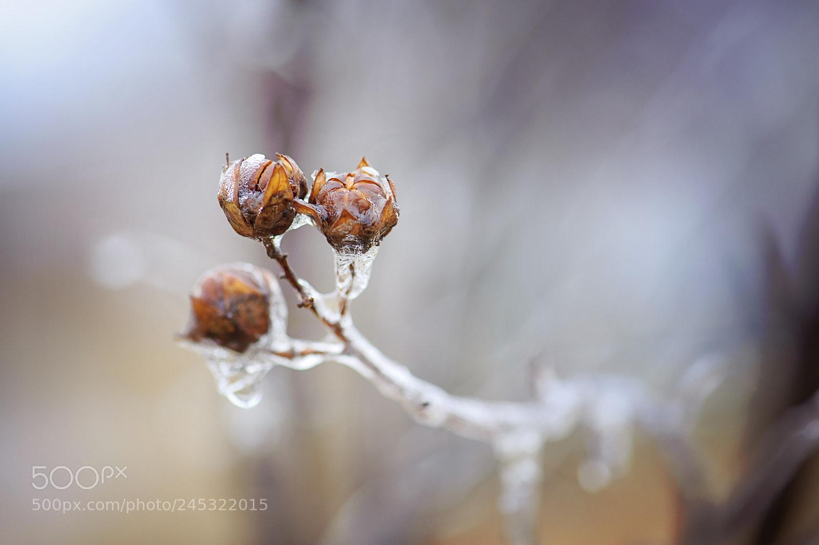 Nikon D700 sample photo. Freezing rain photography