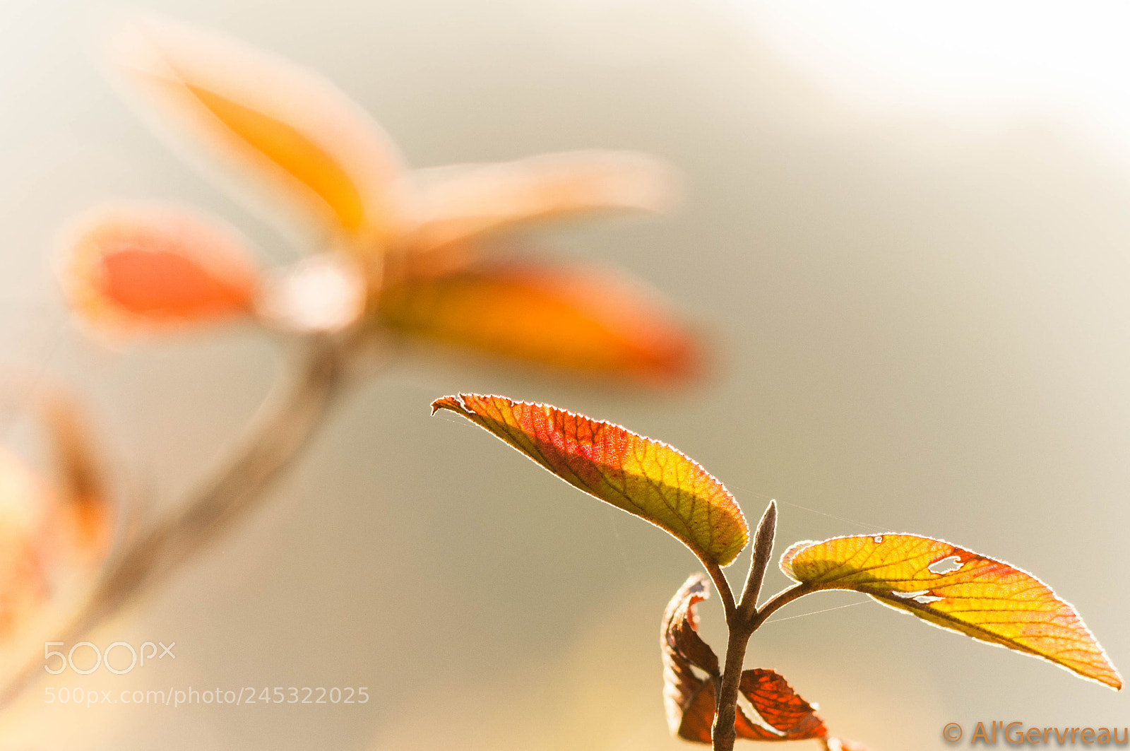 Nikon D300 sample photo. Feuilles bourgeon et ombre photography