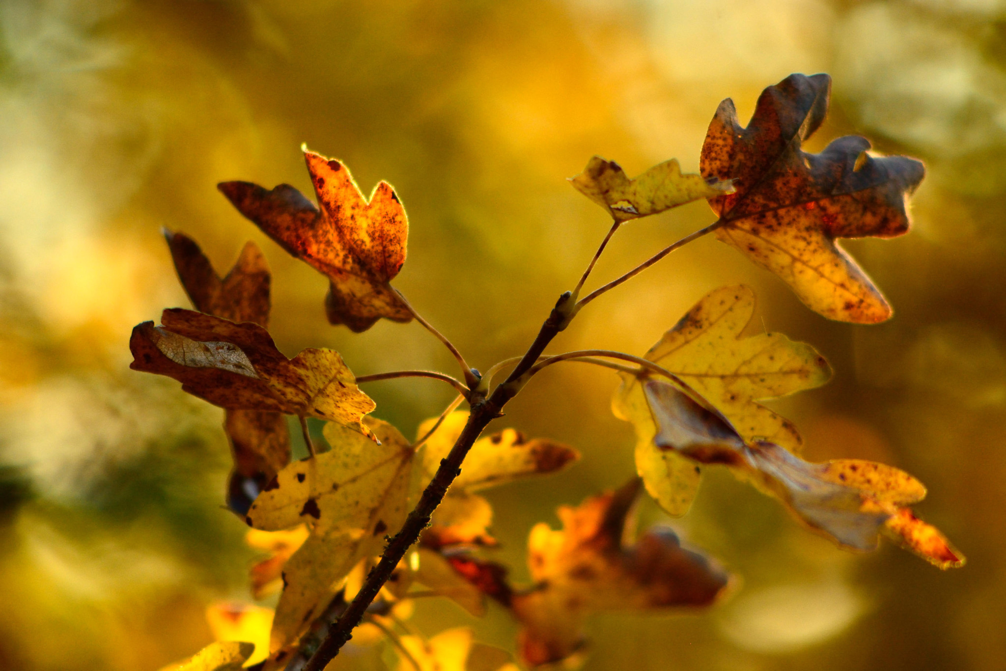 Nikon D5200 + AF Nikkor 70-210mm f/4-5.6D sample photo. Feuilles automne photography