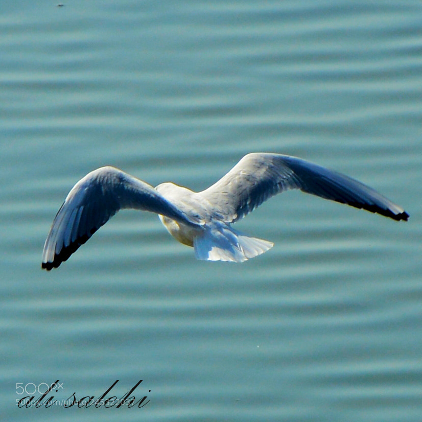 Nikon D7100 sample photo. Nikon corporation nikon d photography