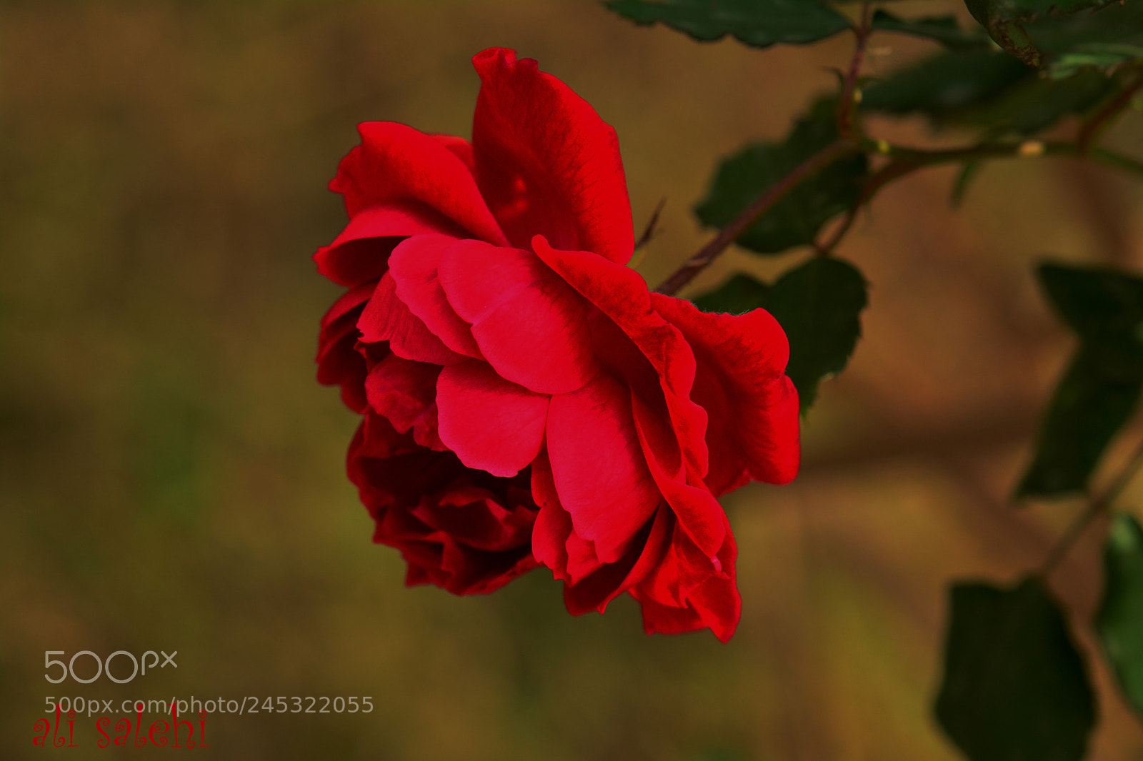 Nikon D7100 sample photo. Das photography