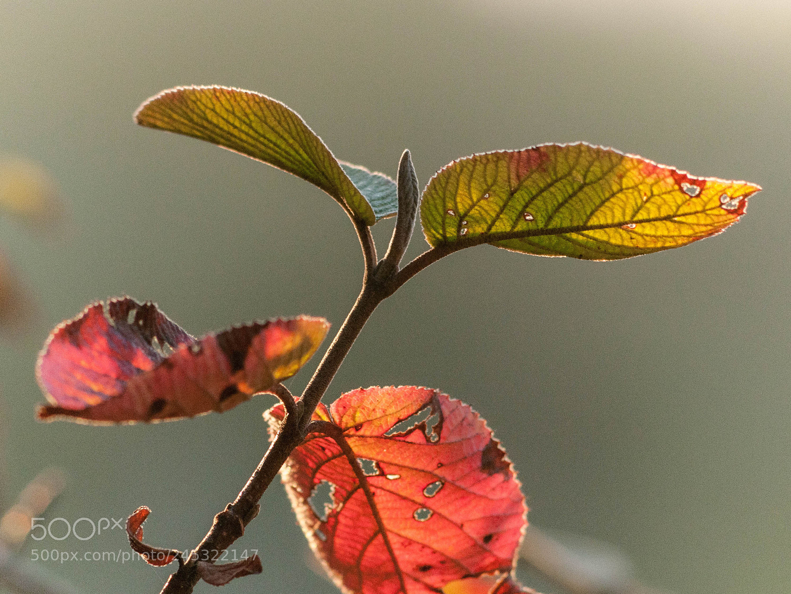 Nikon D300 sample photo. Feuilles et bourgeons photography