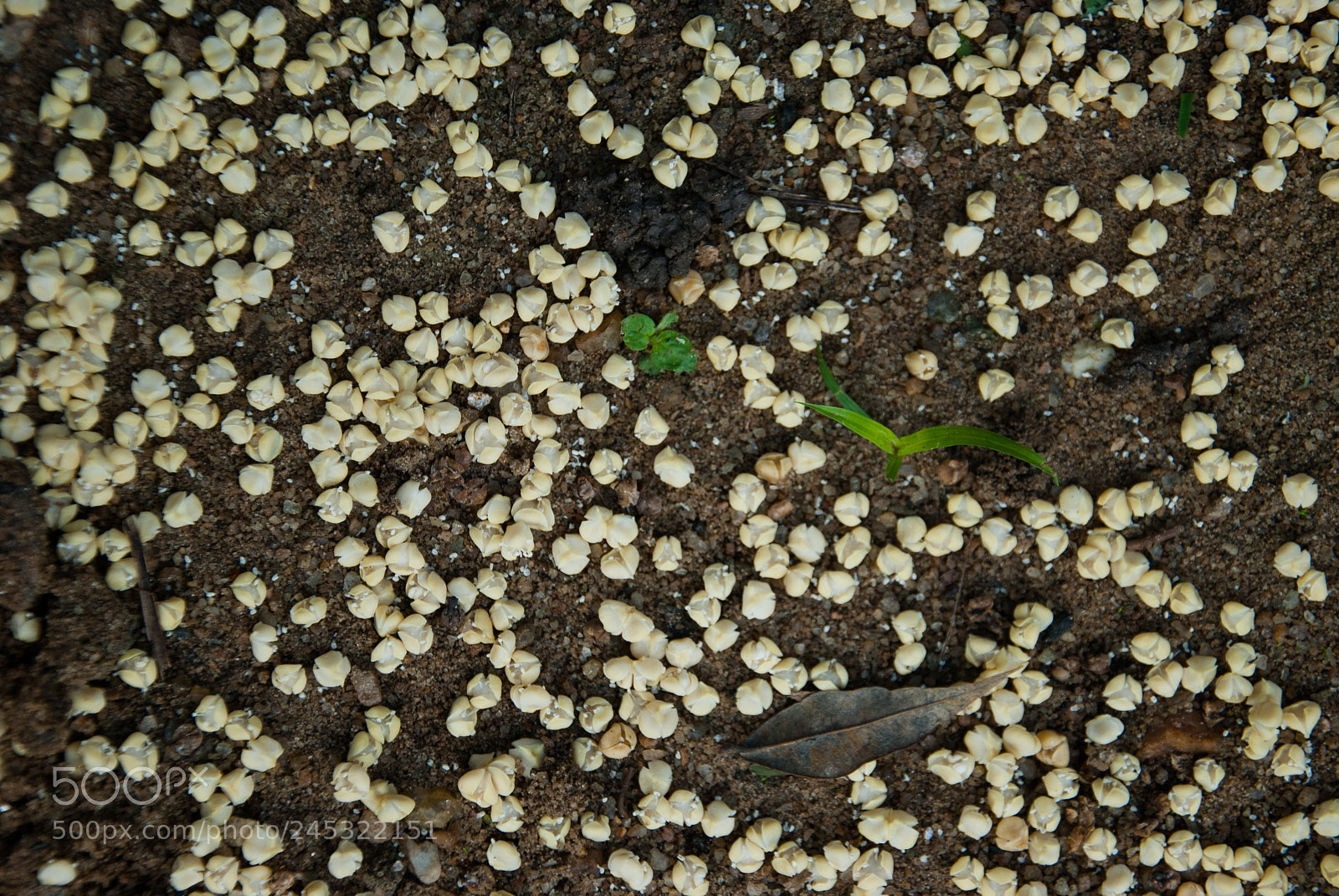 Nikon D80 sample photo. Imagens photography