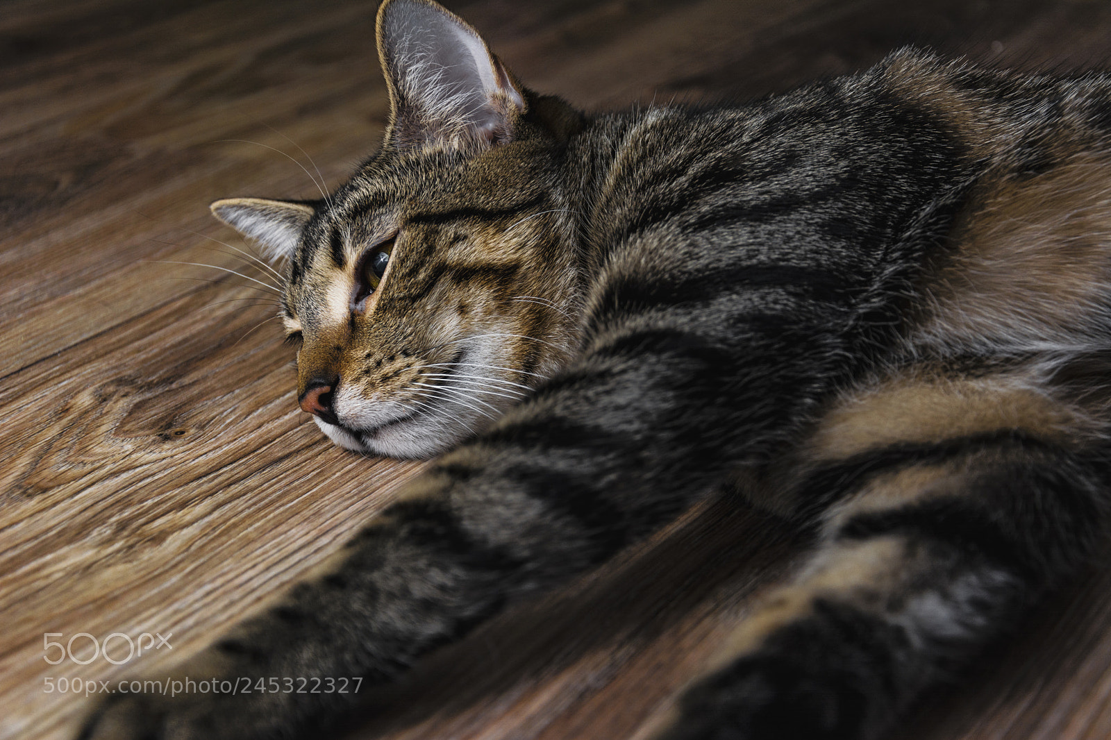 Nikon D5200 sample photo. Sleepy cat photography