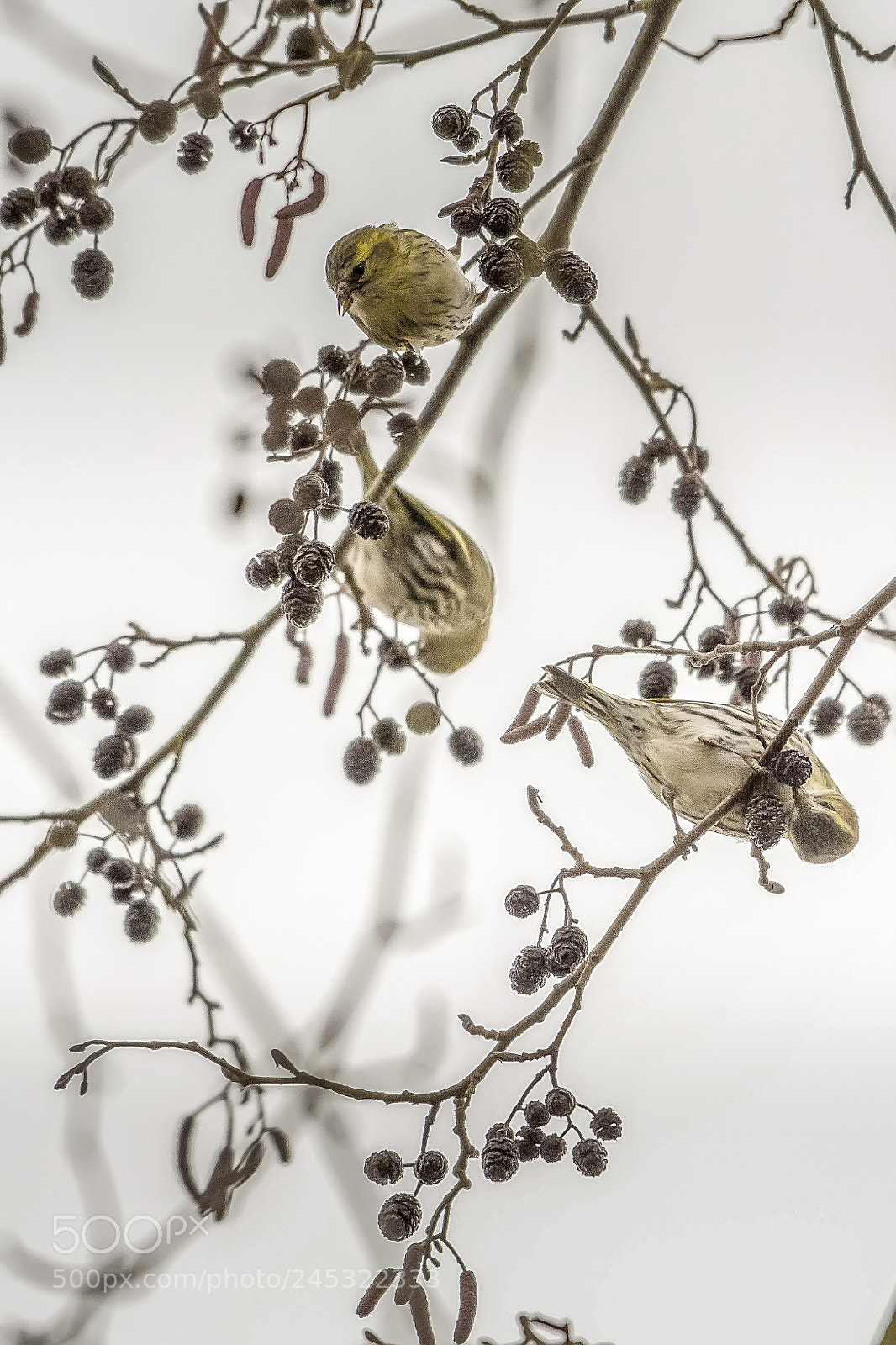 Nikon D500 sample photo. Carduelis carduelis photography