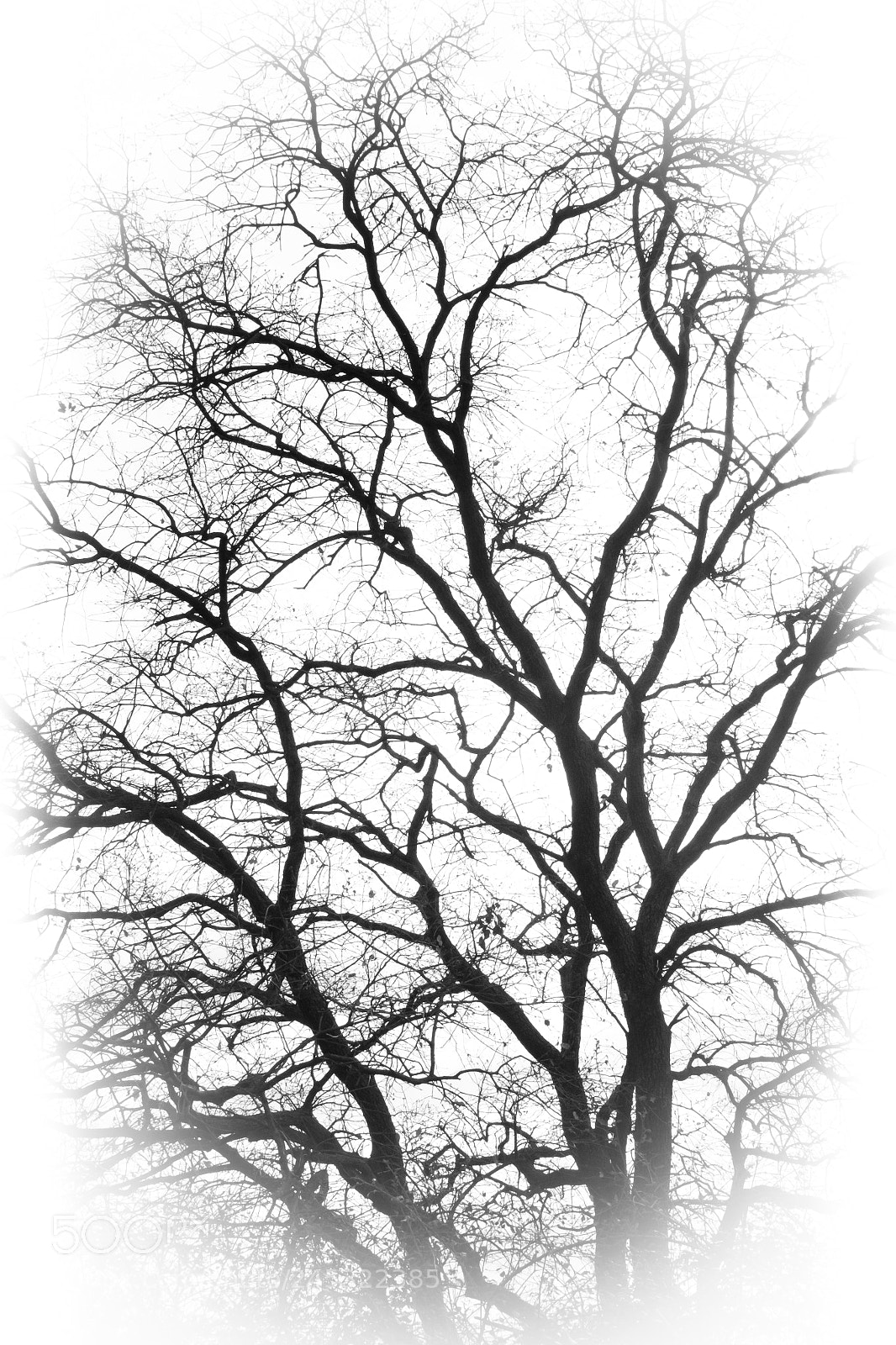 Fujifilm X-T1 sample photo. Tree of life photography