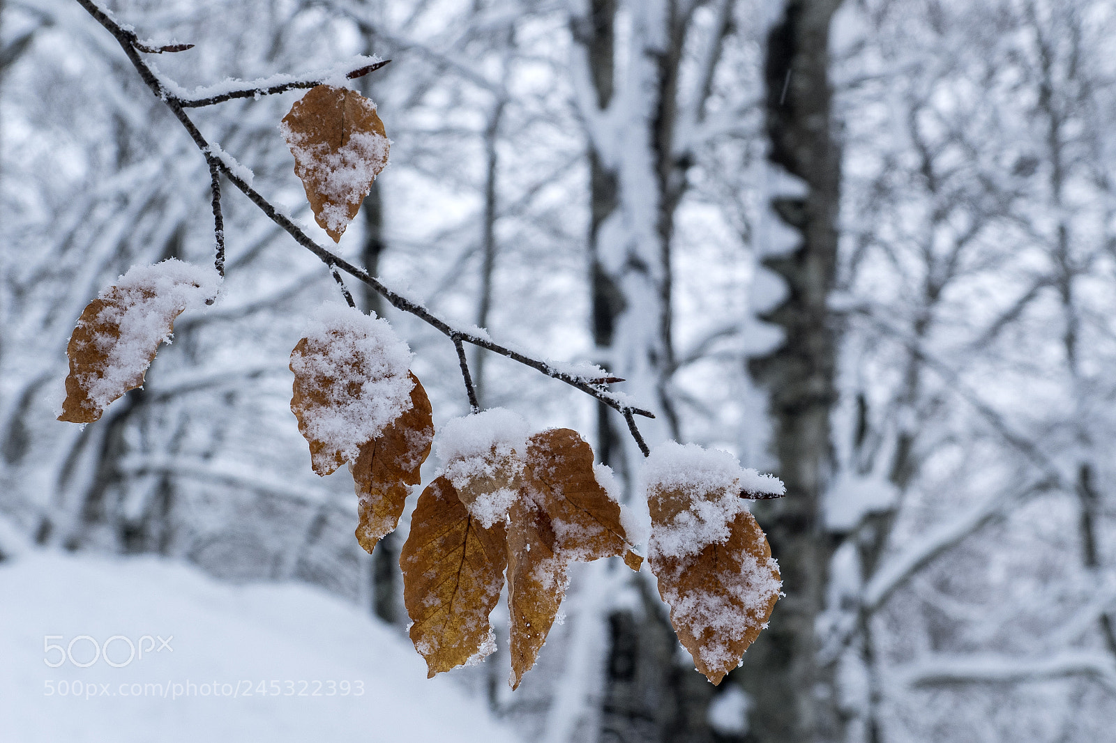 Olympus OM-D E-M1 sample photo. Winter has arrived photography
