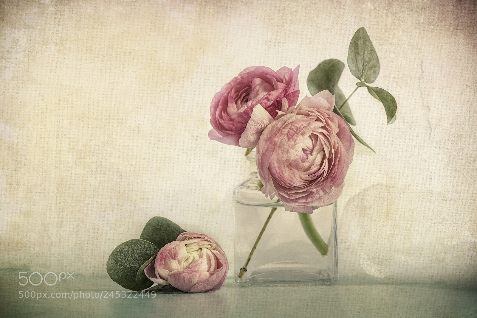 Nikon D600 sample photo. Pink ranunculus photography