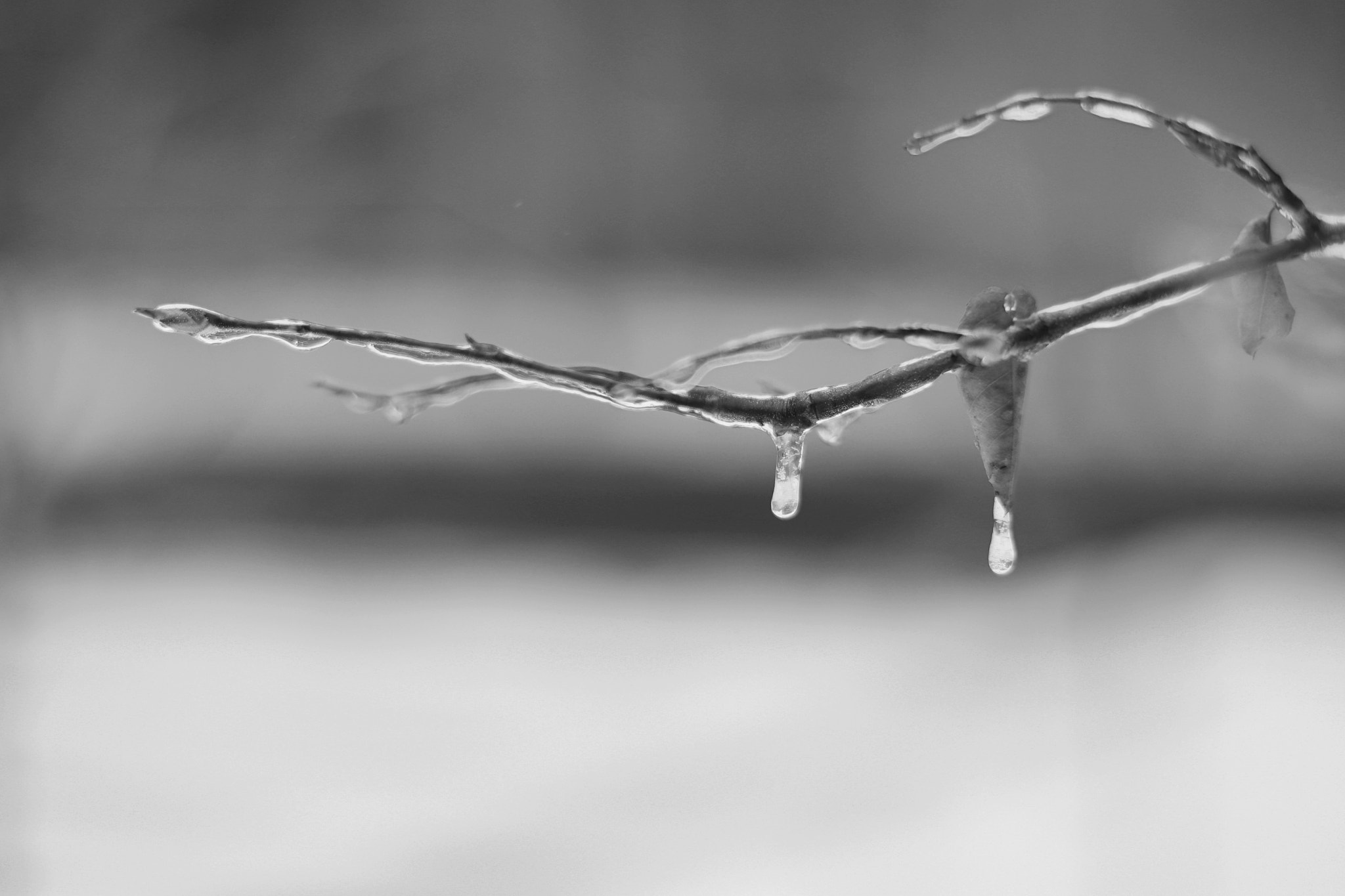 Canon EOS 80D + Canon EF 50mm F1.4 USM sample photo. Frozen photography