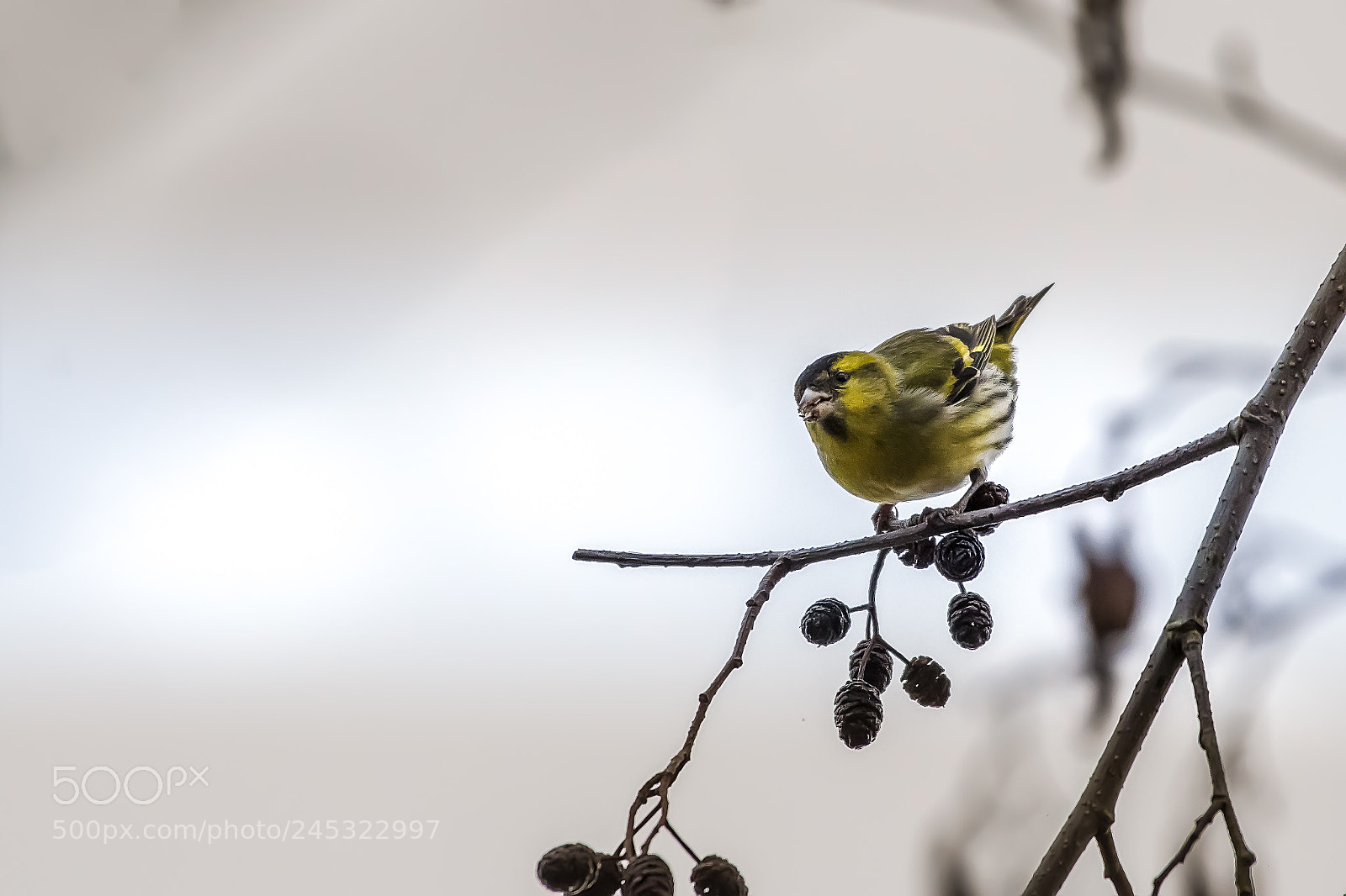 Nikon D500 sample photo. Chardonneret en hiver photography