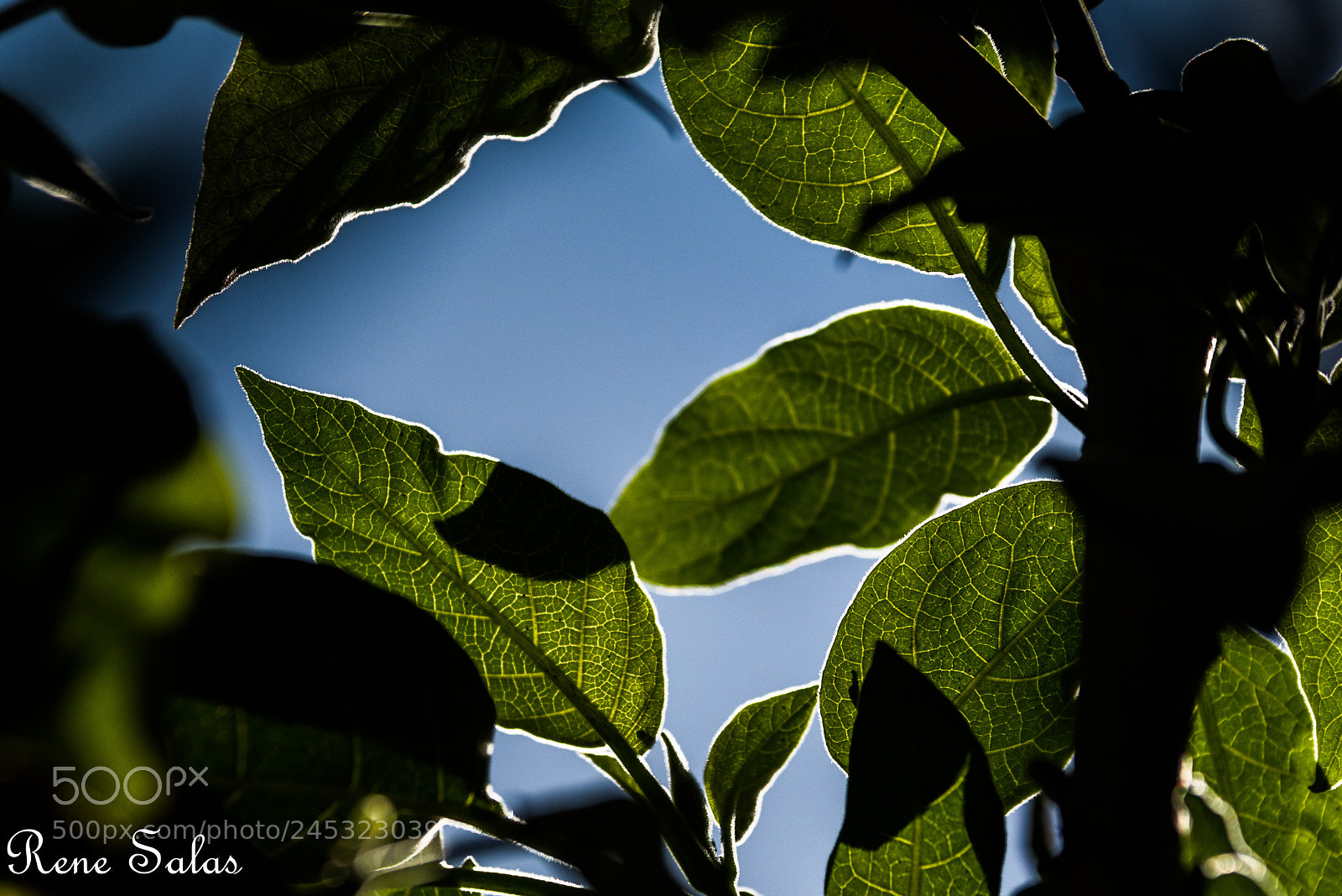 Nikon D810 sample photo. Lookup photography