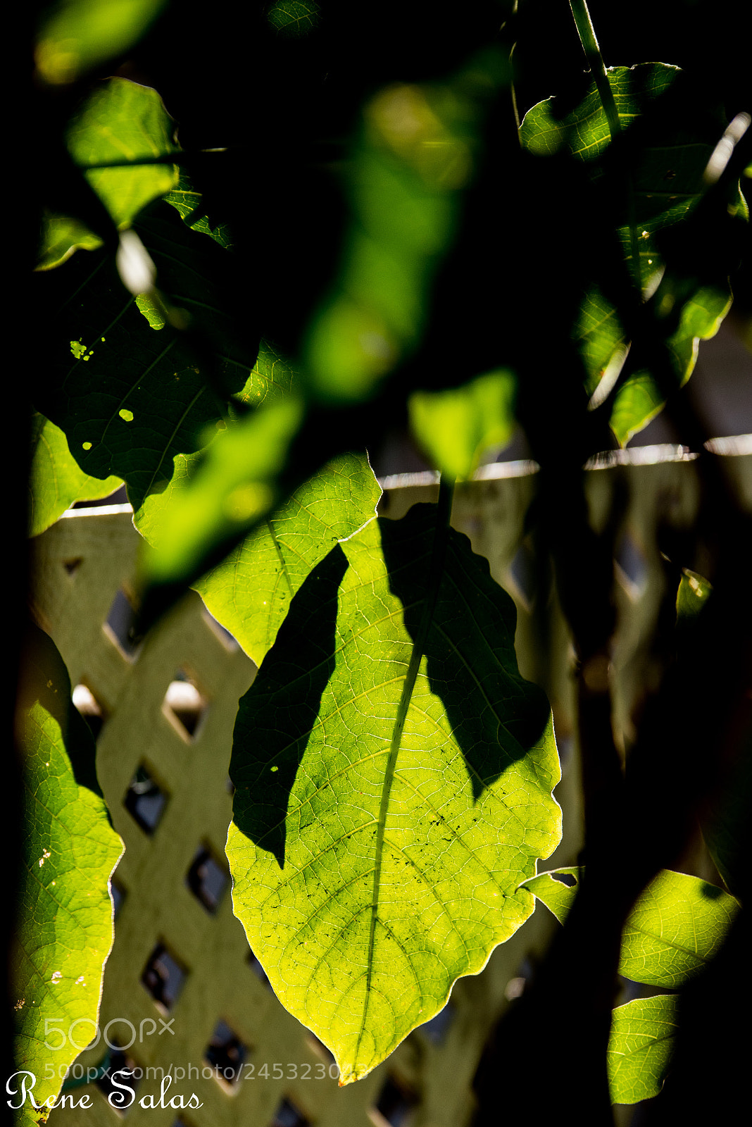 Nikon D810 sample photo. Light photography