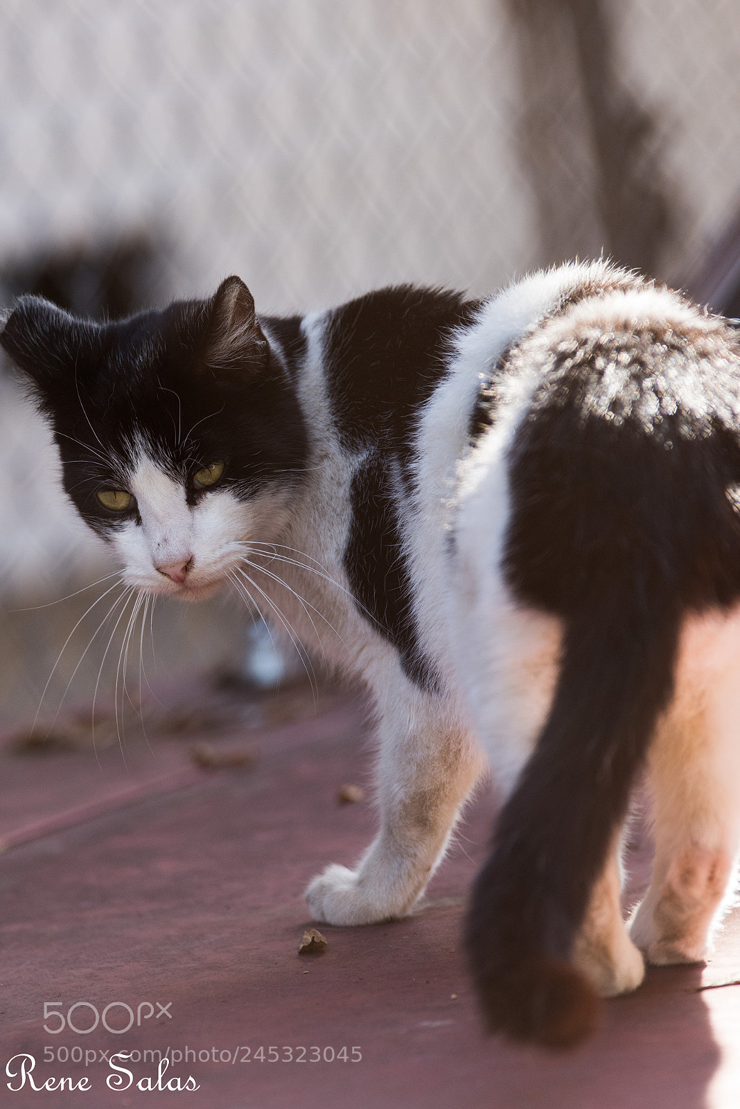 Nikon D810 sample photo. Kittykitty photography