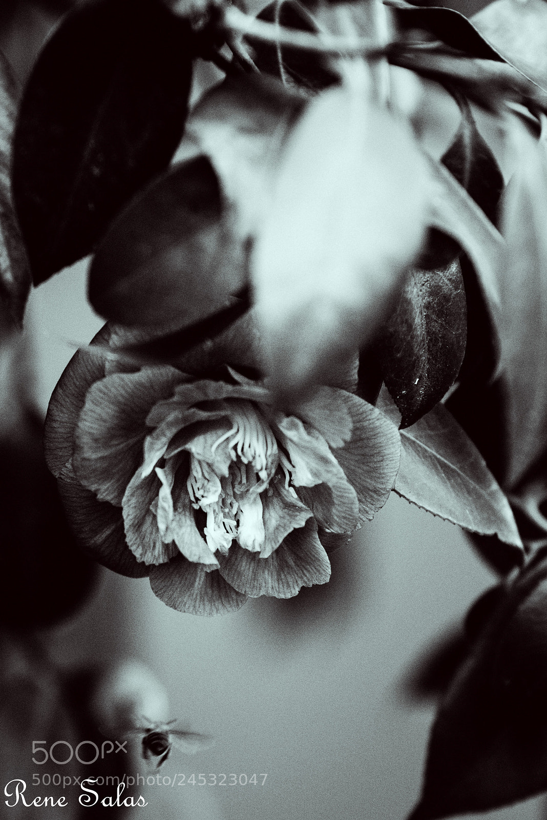 Nikon D810 sample photo. Buzzb&w photography