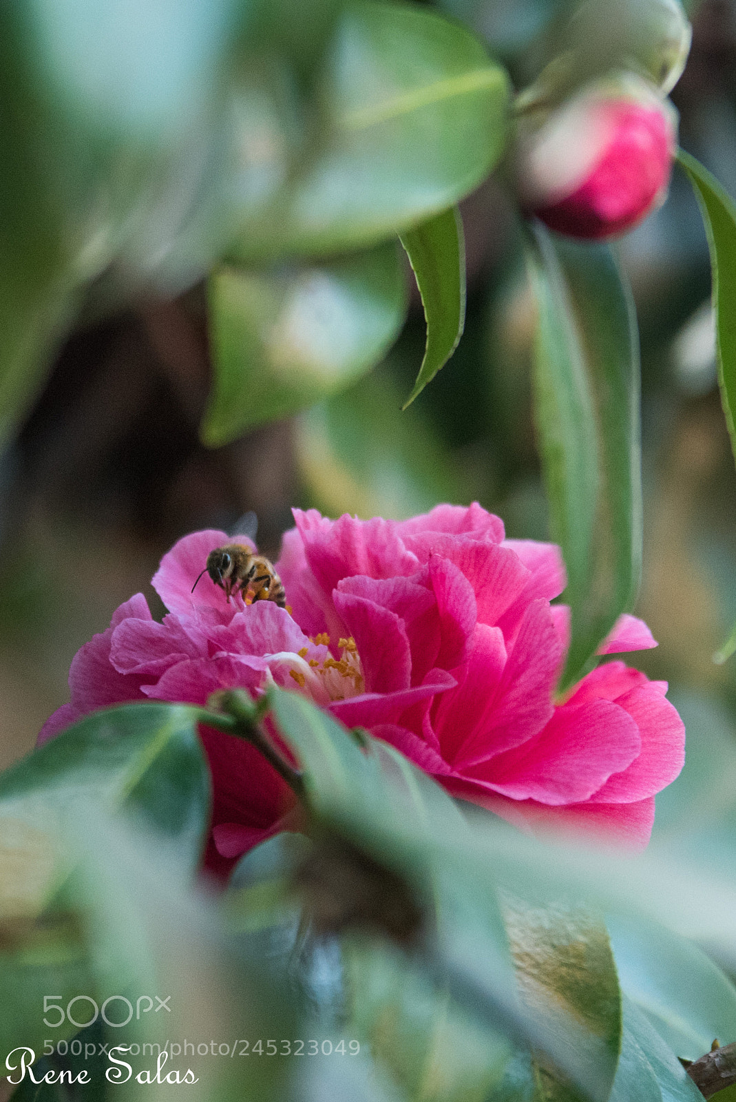 Nikon D810 sample photo. Buzzcolor photography