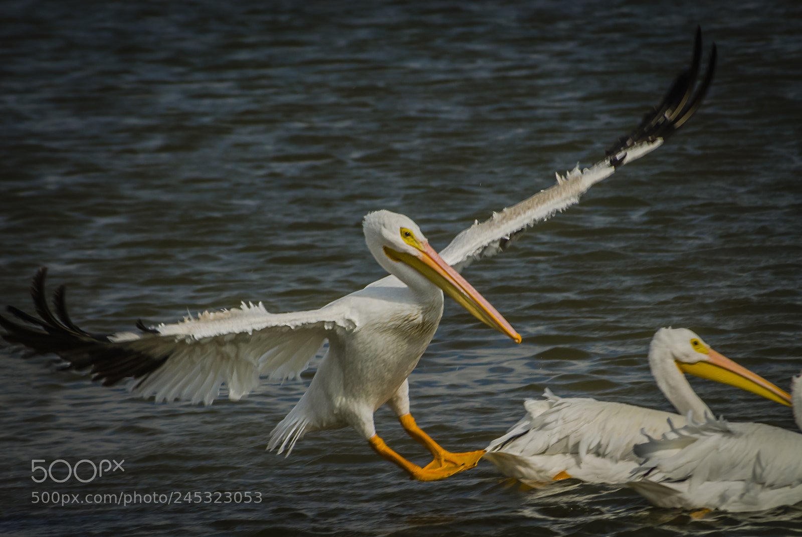 Nikon D200 sample photo. Water landing photography