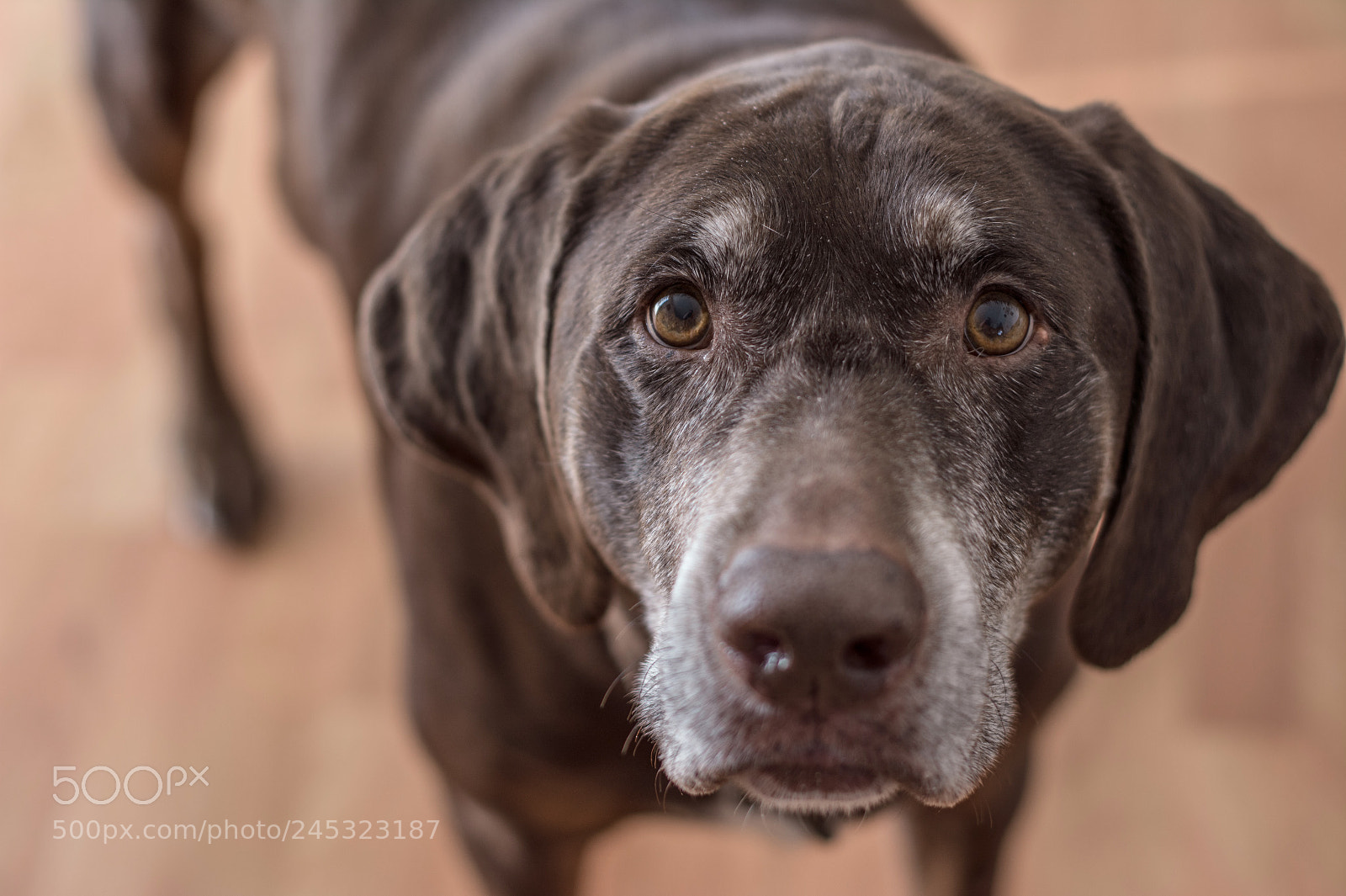 Nikon D7100 sample photo. Chocolate lab photography