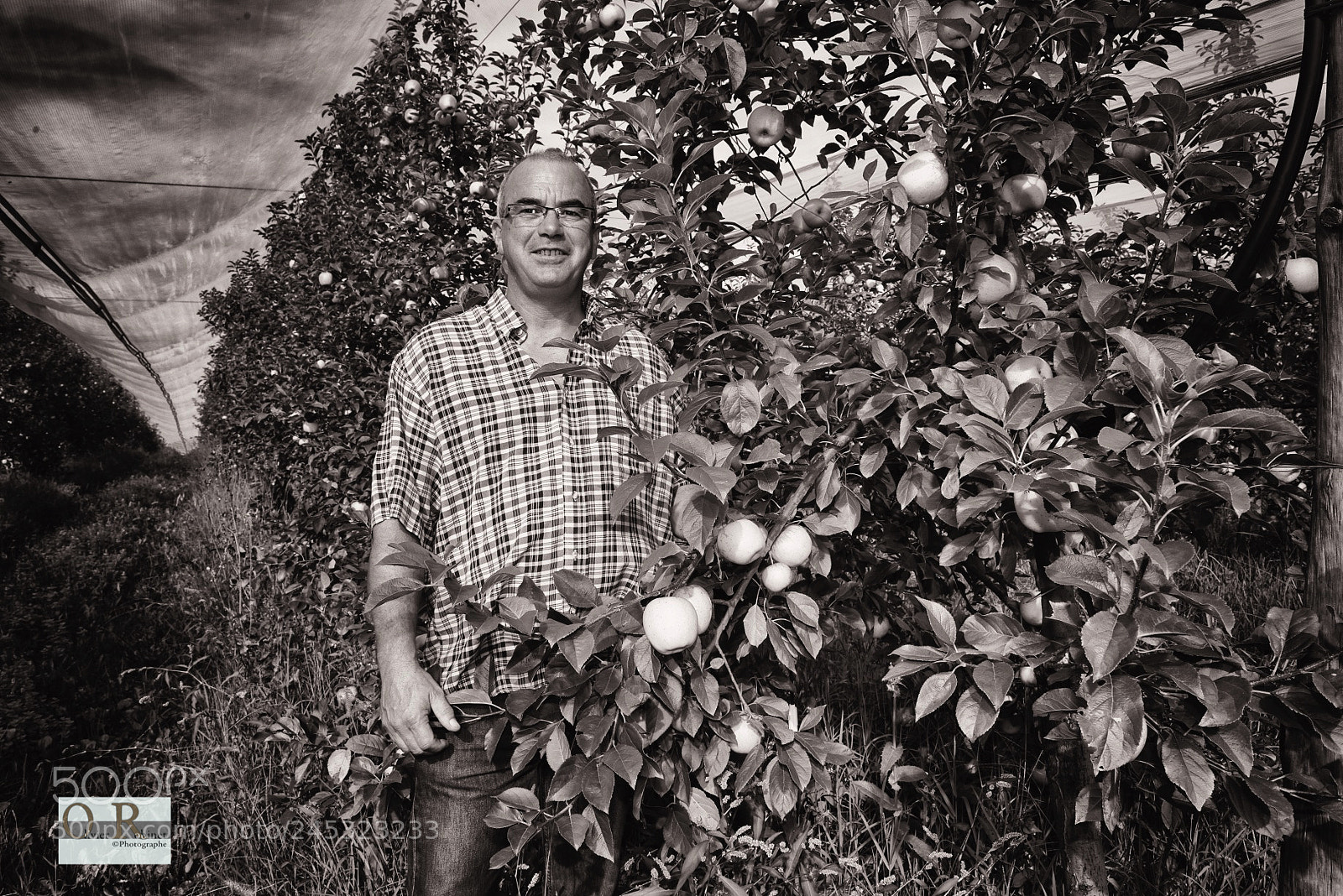 Nikon D800 sample photo. Producteur de pommes photography