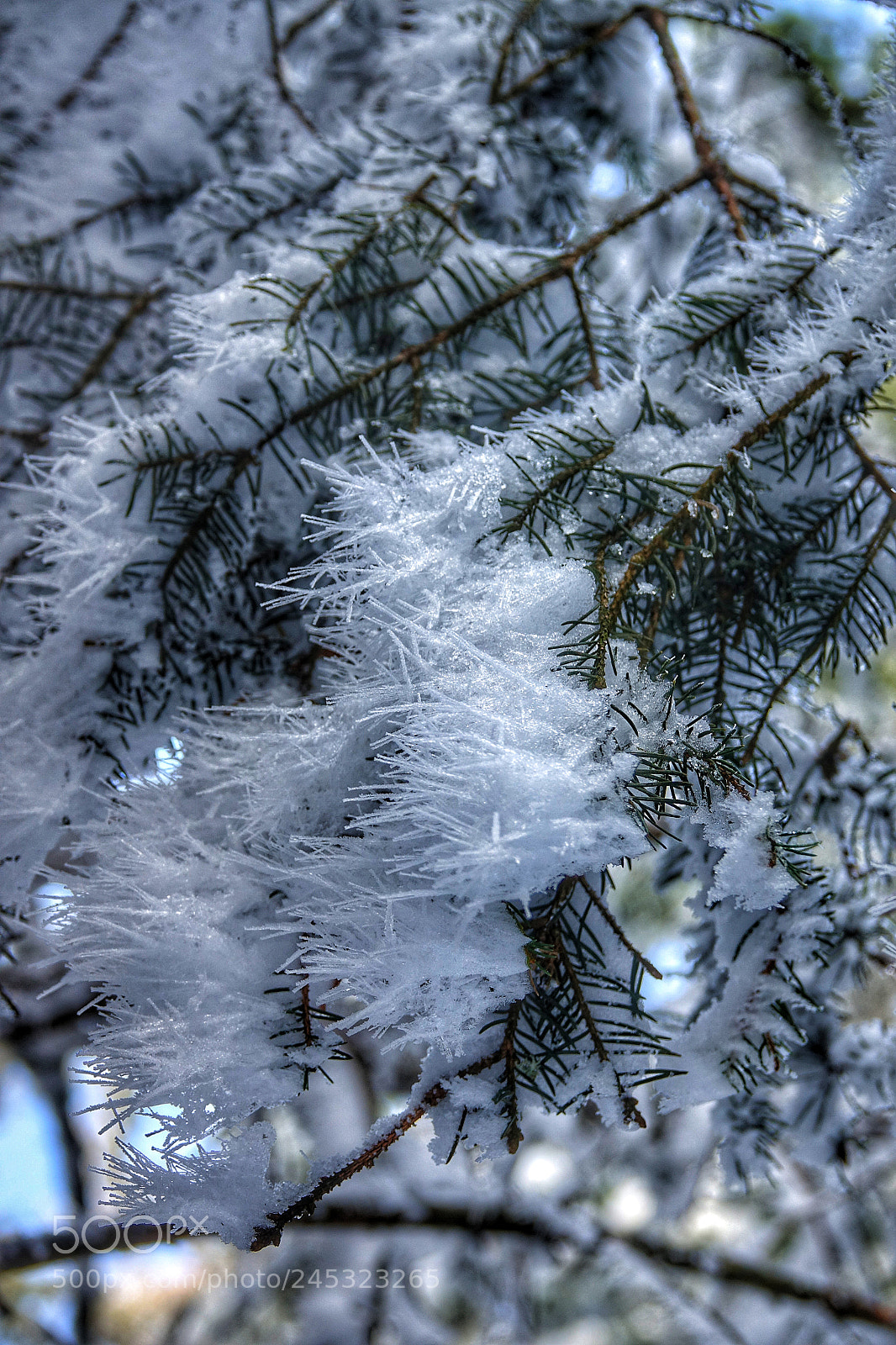 Sony Cyber-shot DSC-RX10 III sample photo. Ice blossom photography