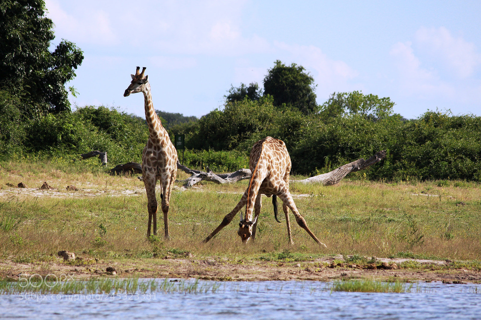 Canon EOS 650D (EOS Rebel T4i / EOS Kiss X6i) sample photo. Grazing giraffes photography