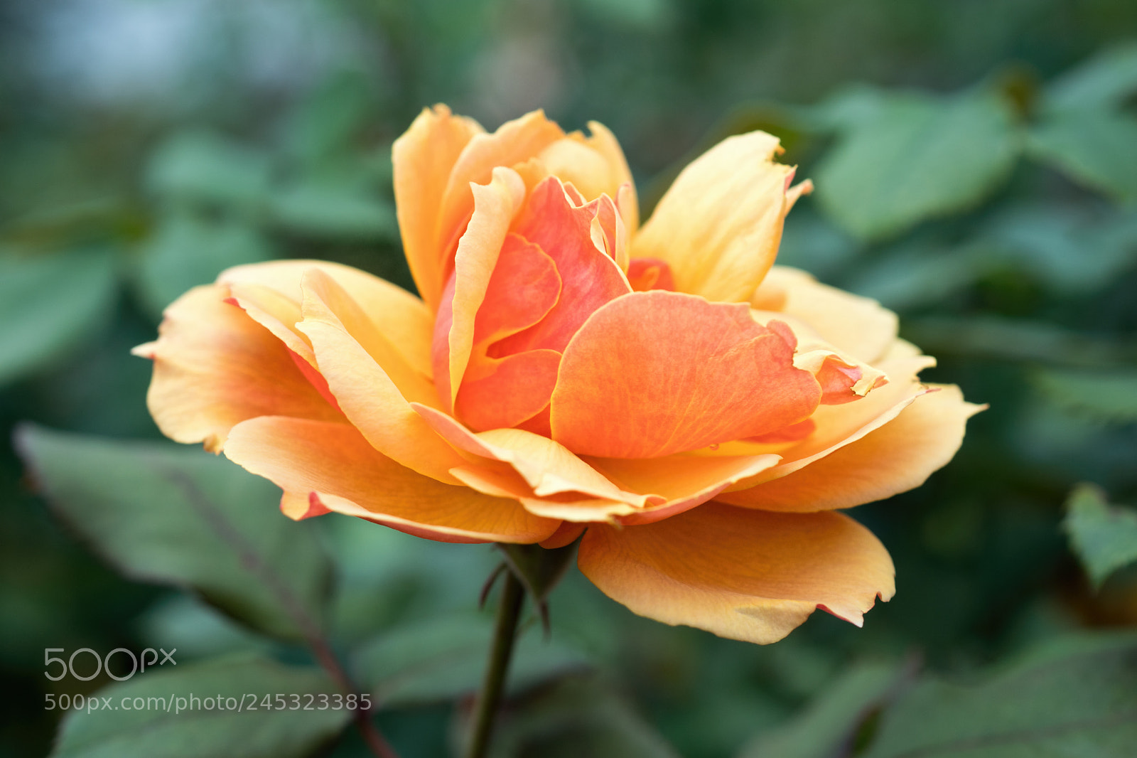 Sony SLT-A68 sample photo. Untitled photography