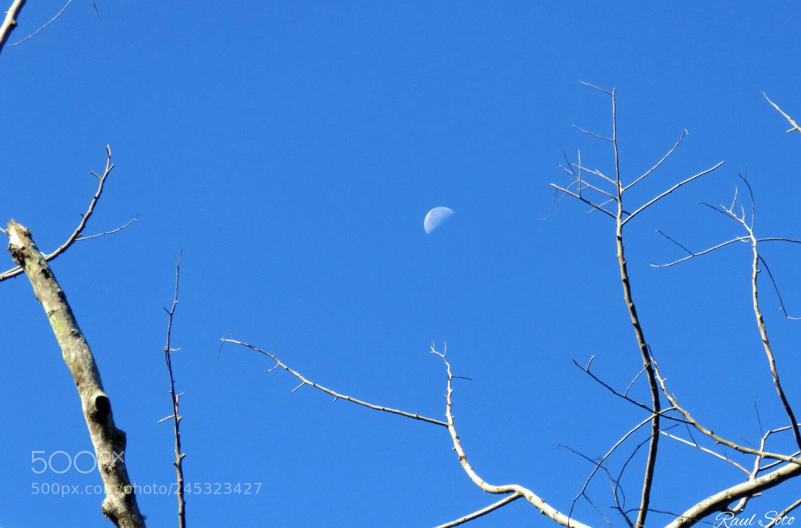 Canon PowerShot SX60 HS sample photo. Menguante photography