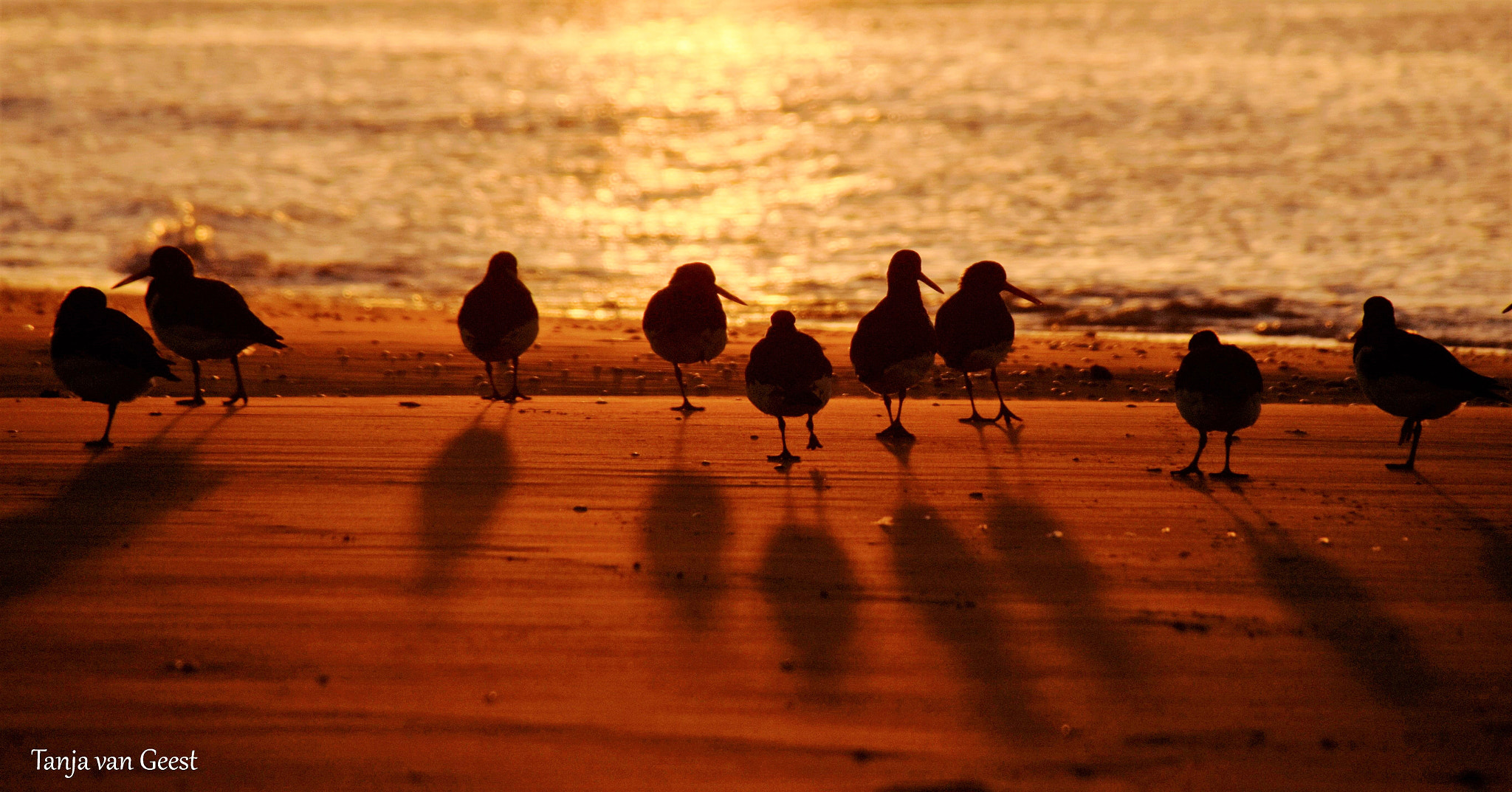 Nikon D5500 sample photo. Oystercatcher by sunset photography