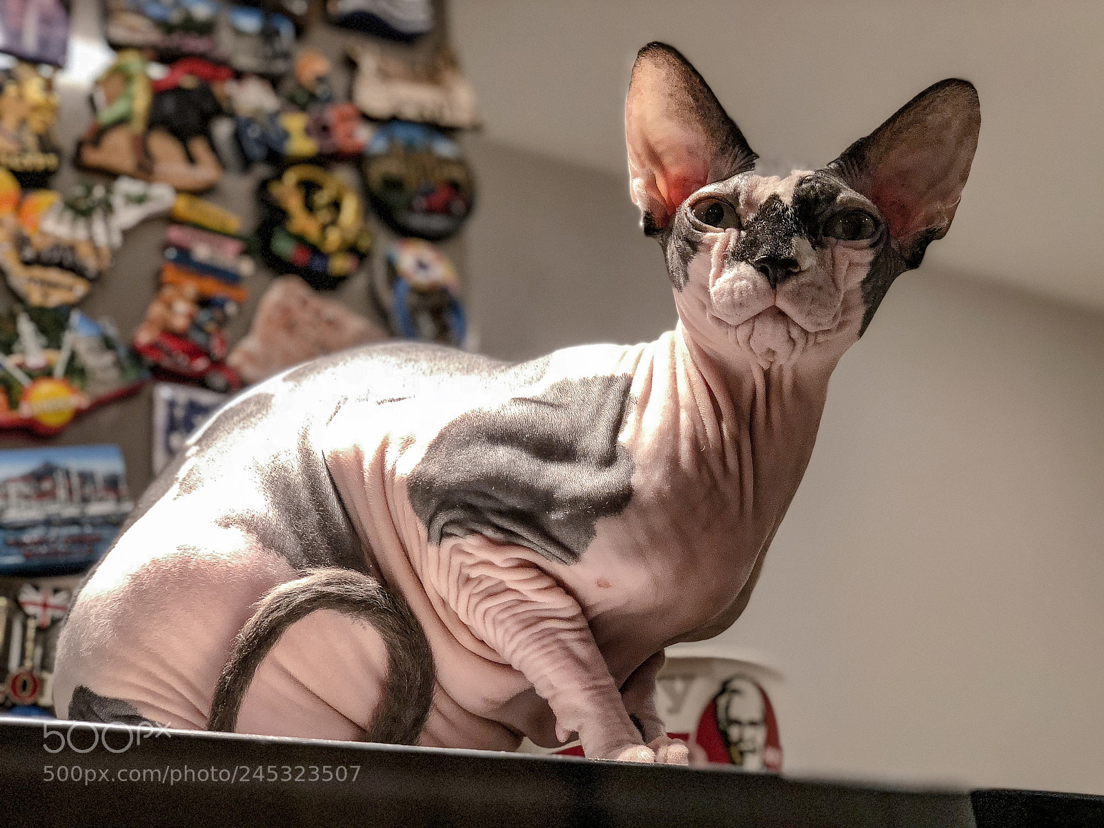 Apple iPhone X sample photo. Untitled photography