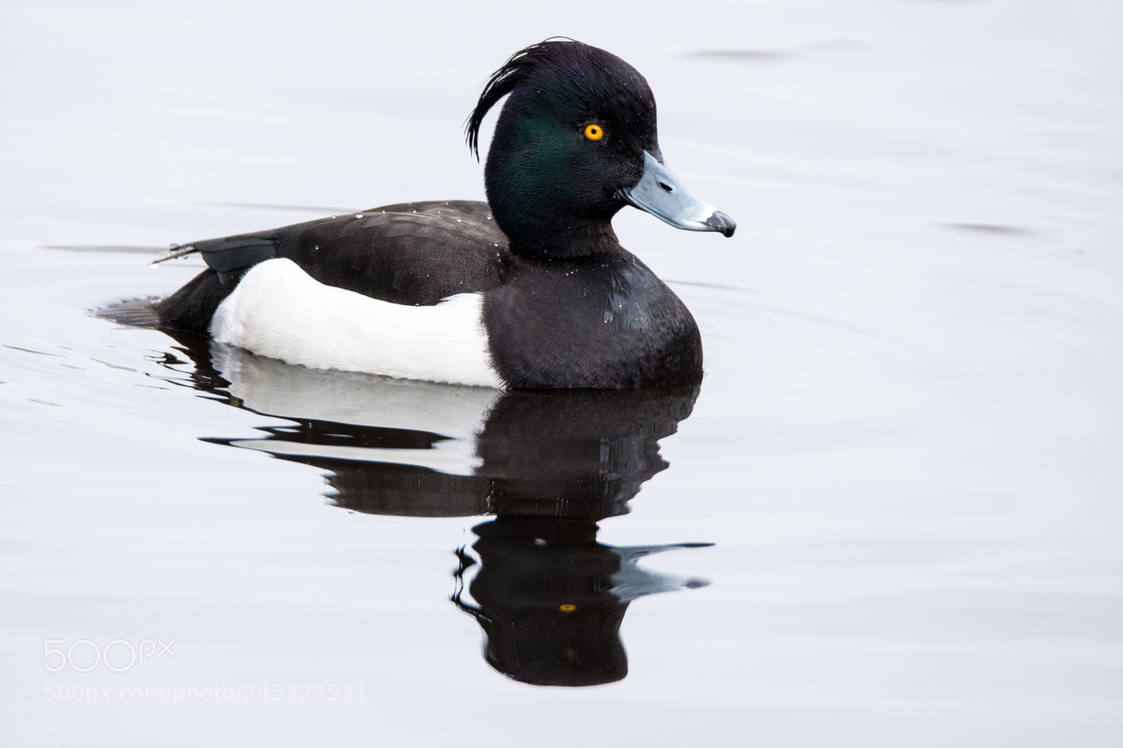Nikon D7200 sample photo. Tufted duck ♂ photography