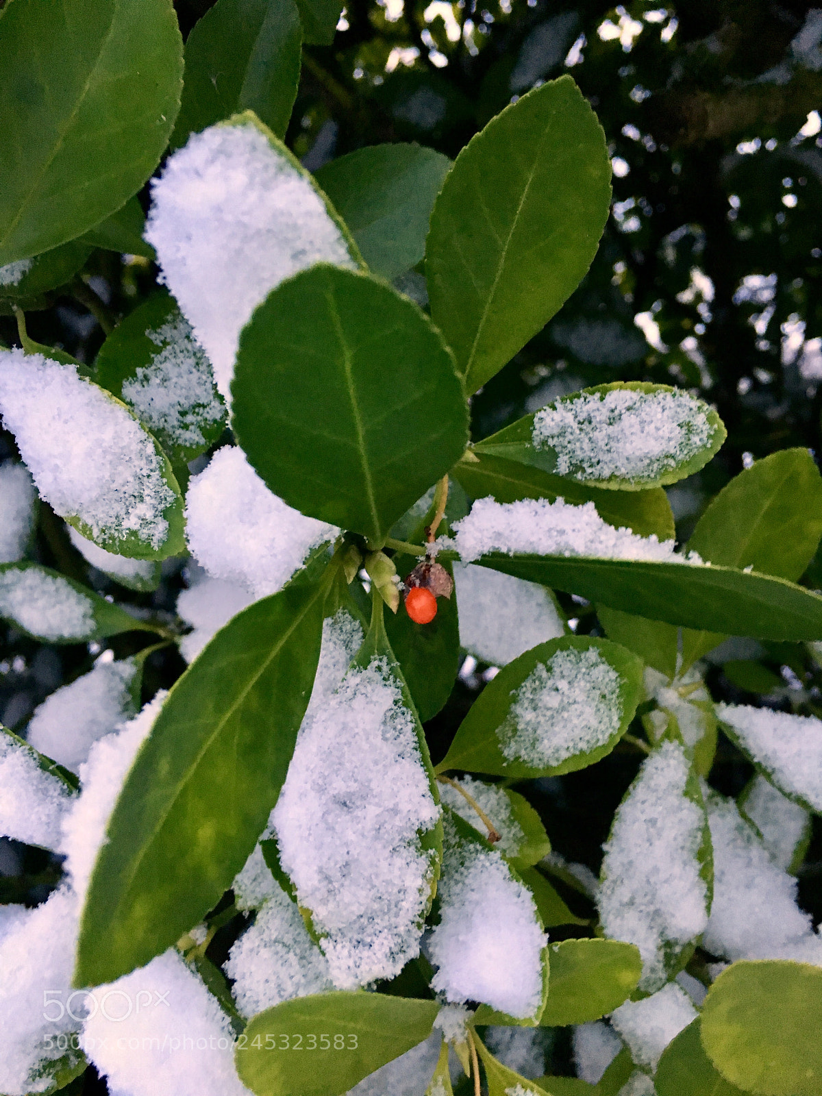 Apple iPhone 6s sample photo. Untitled photography
