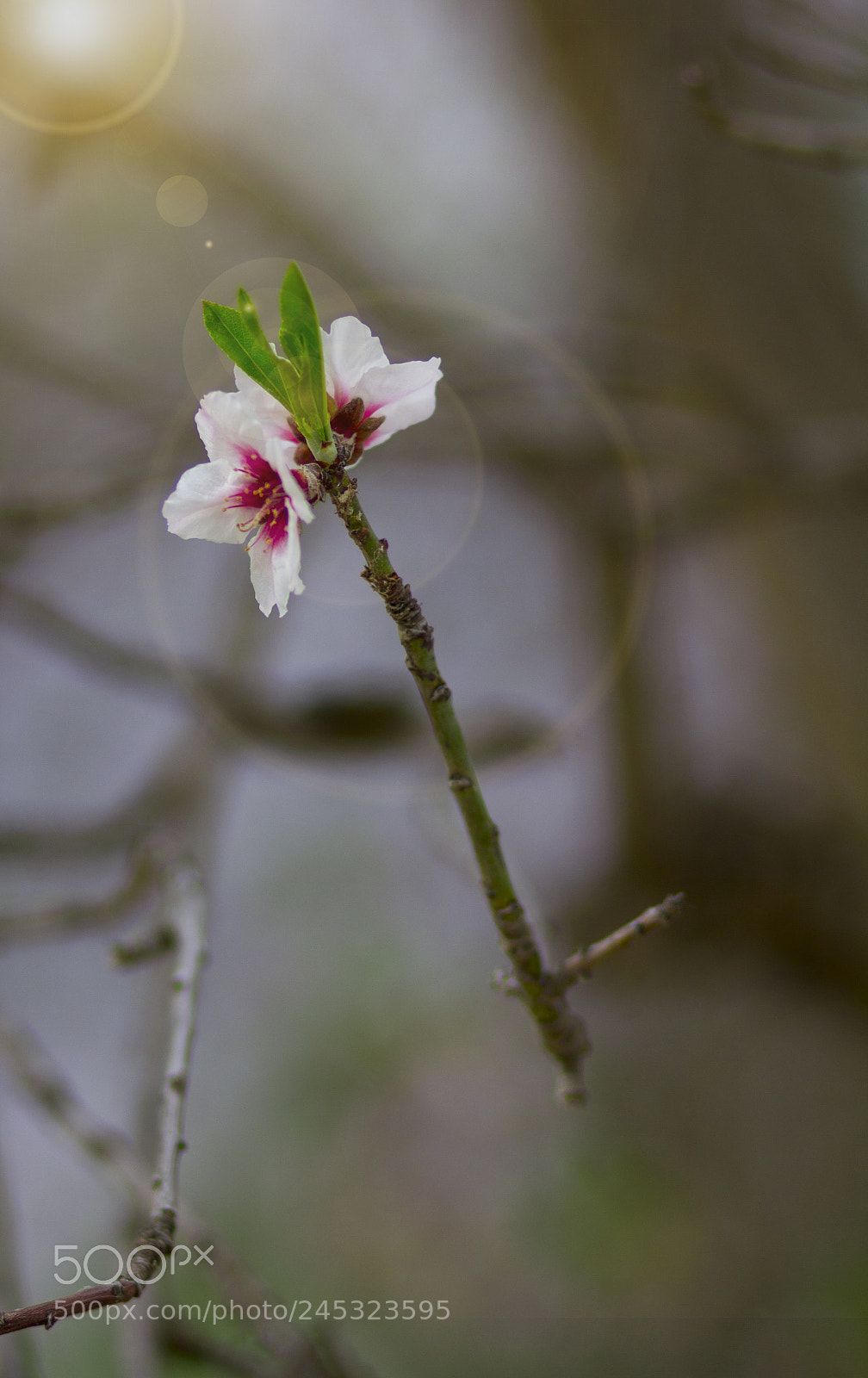 Canon EOS 550D (EOS Rebel T2i / EOS Kiss X4) sample photo. Amandier photography