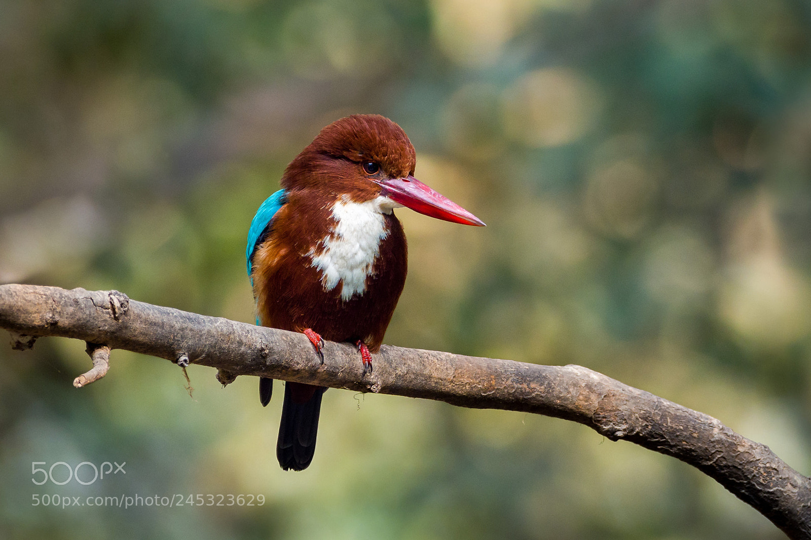 Olympus OM-D E-M1 Mark II sample photo. White-throated kingfisher photography
