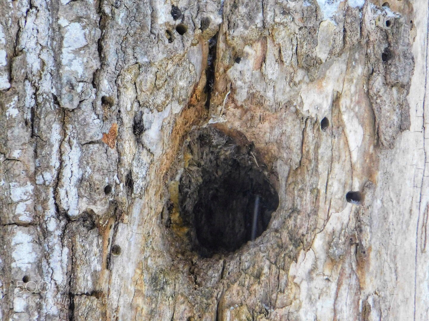Nikon Coolpix B500 sample photo. A tree claimed by photography