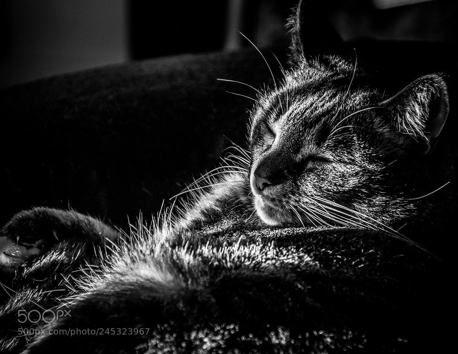 Nikon D7100 sample photo. Sleeping cat photography