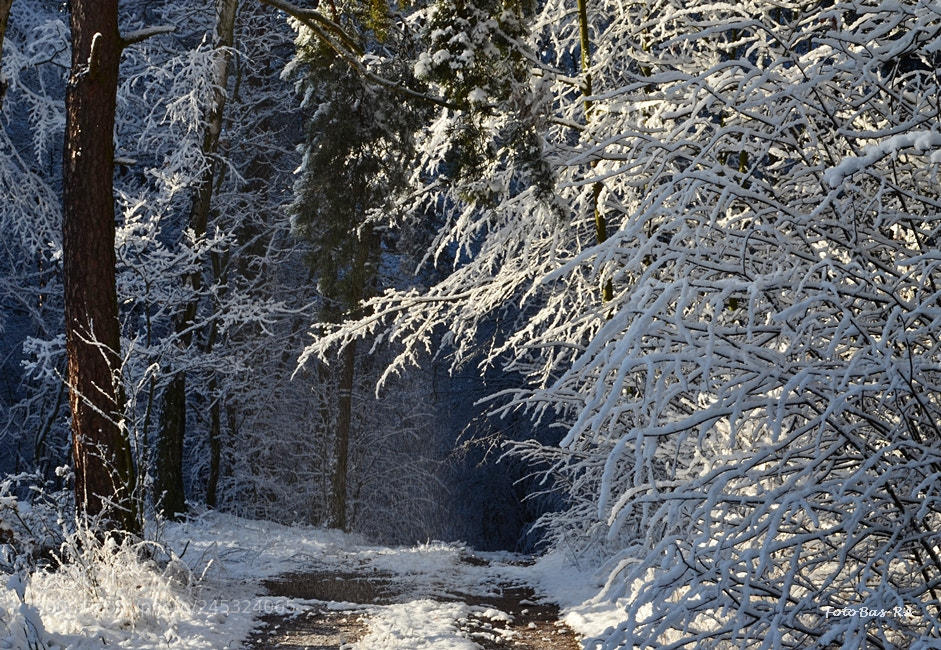 Nikon D5100 sample photo. Winter climates photography