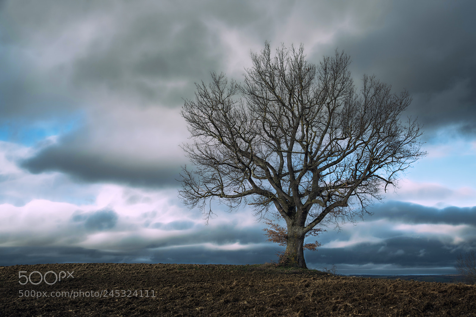 Nikon D5500 sample photo. The tree on the photography
