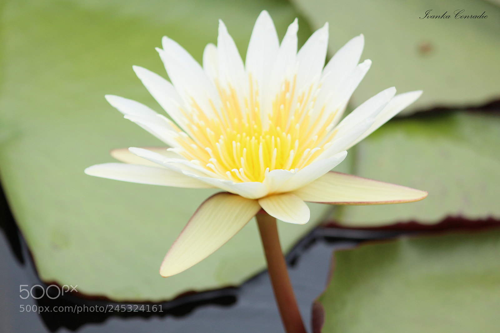 Canon EOS 650D (EOS Rebel T4i / EOS Kiss X6i) sample photo. White lily photography