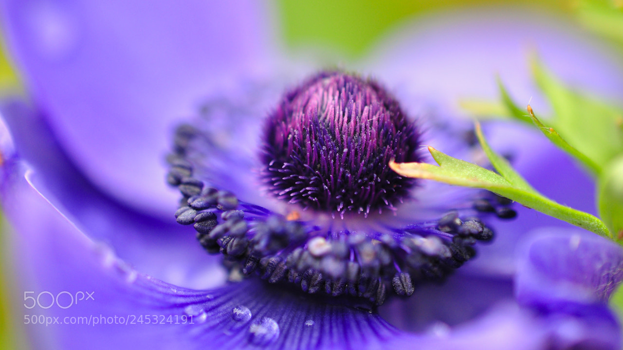 Nikon D5000 sample photo. Flower photography