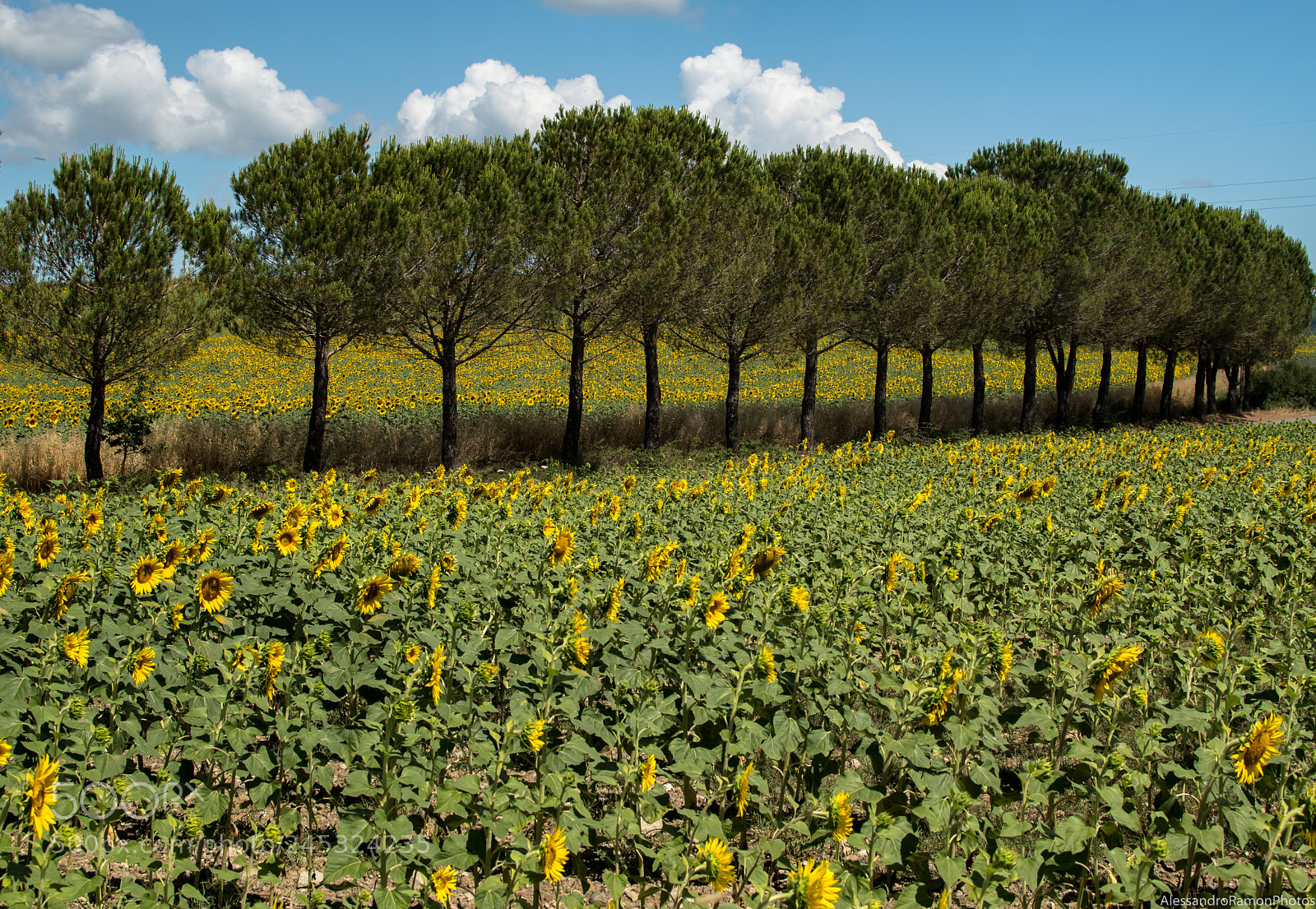 Nikon D5500 sample photo. In line photography