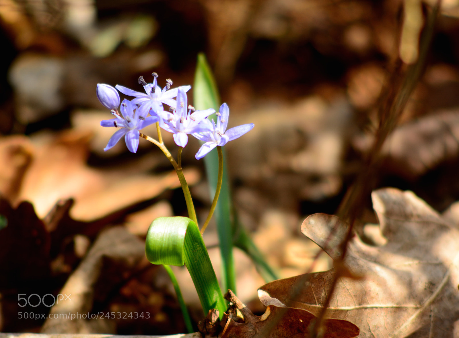 Nikon D5200 sample photo. Fleur sous bois photography