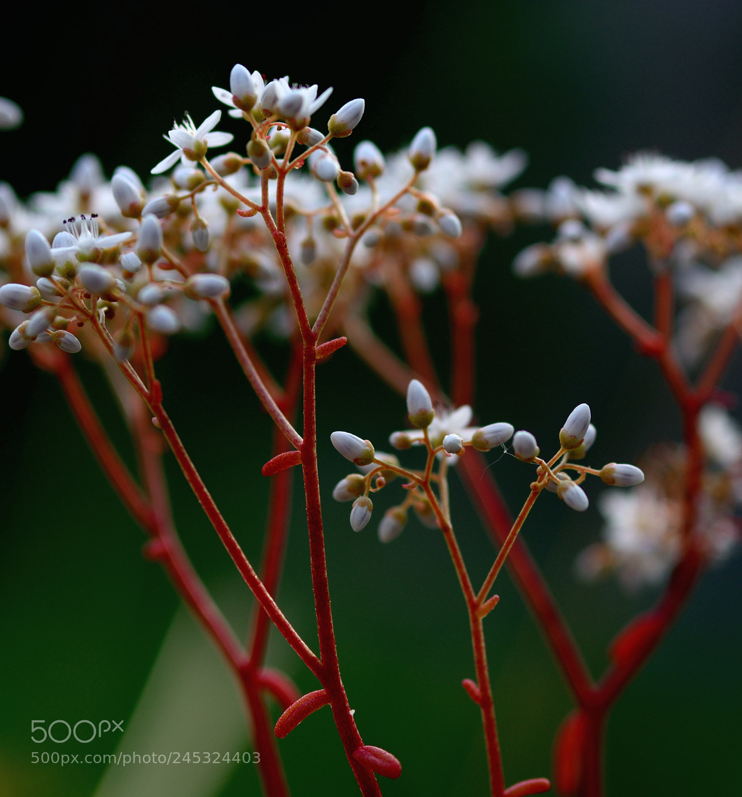 Nikon D5200 sample photo. Orpin blanc fond vert photography