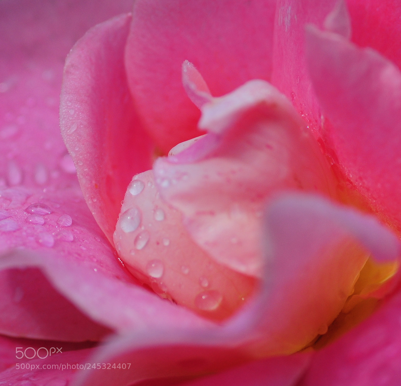Nikon D300 sample photo. Rose ferme du leuzeu photography