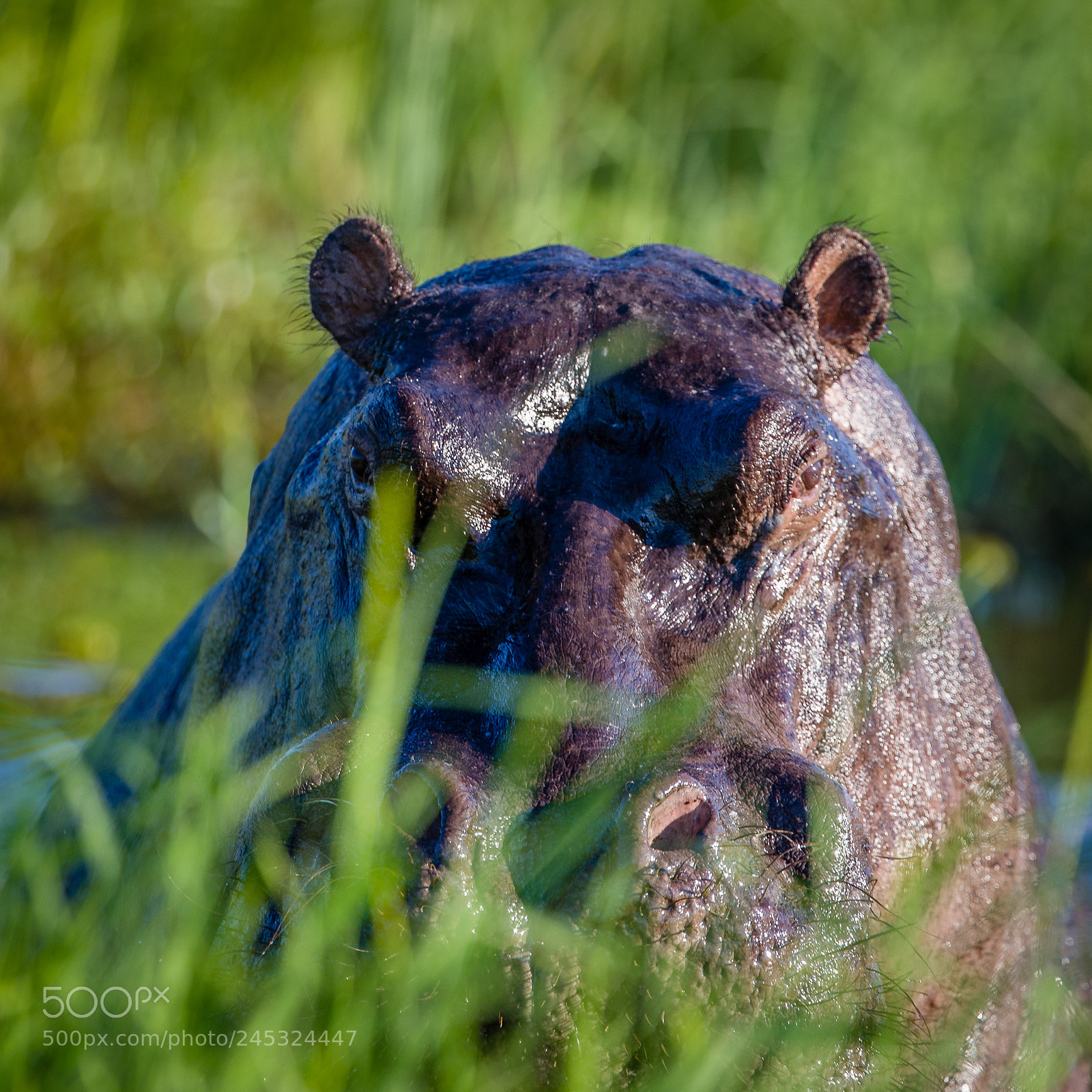 Canon EOS-1D X Mark II sample photo. Hippo in the grass photography