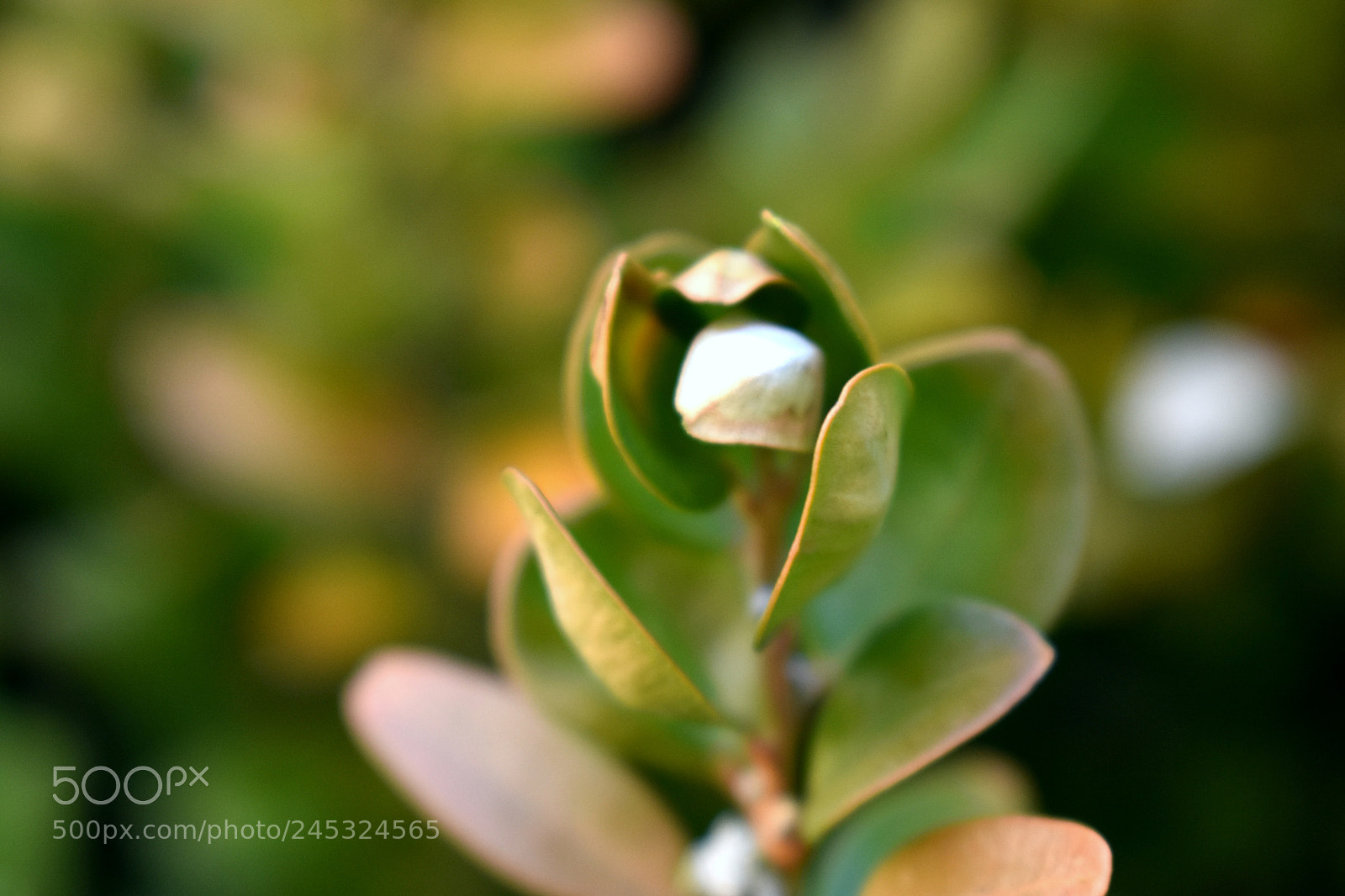 Nikon D3400 sample photo. Leaves curled in photography