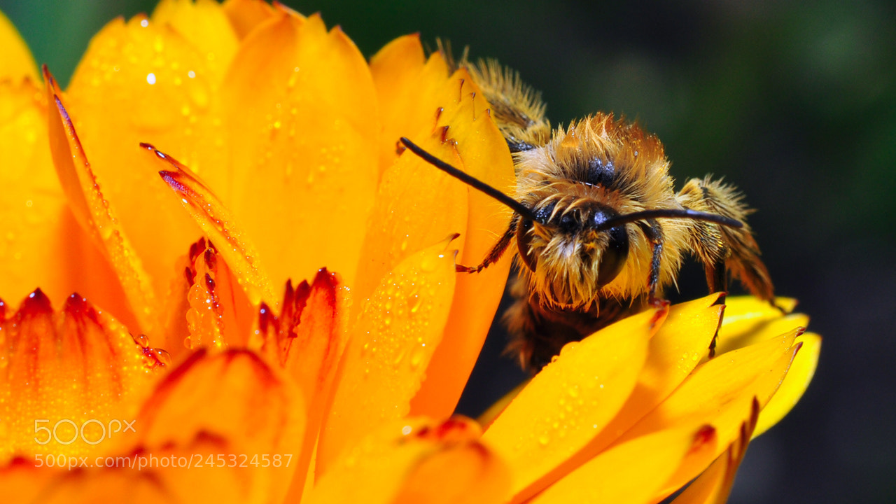 Nikon D5000 sample photo. Bee at orange flower photography