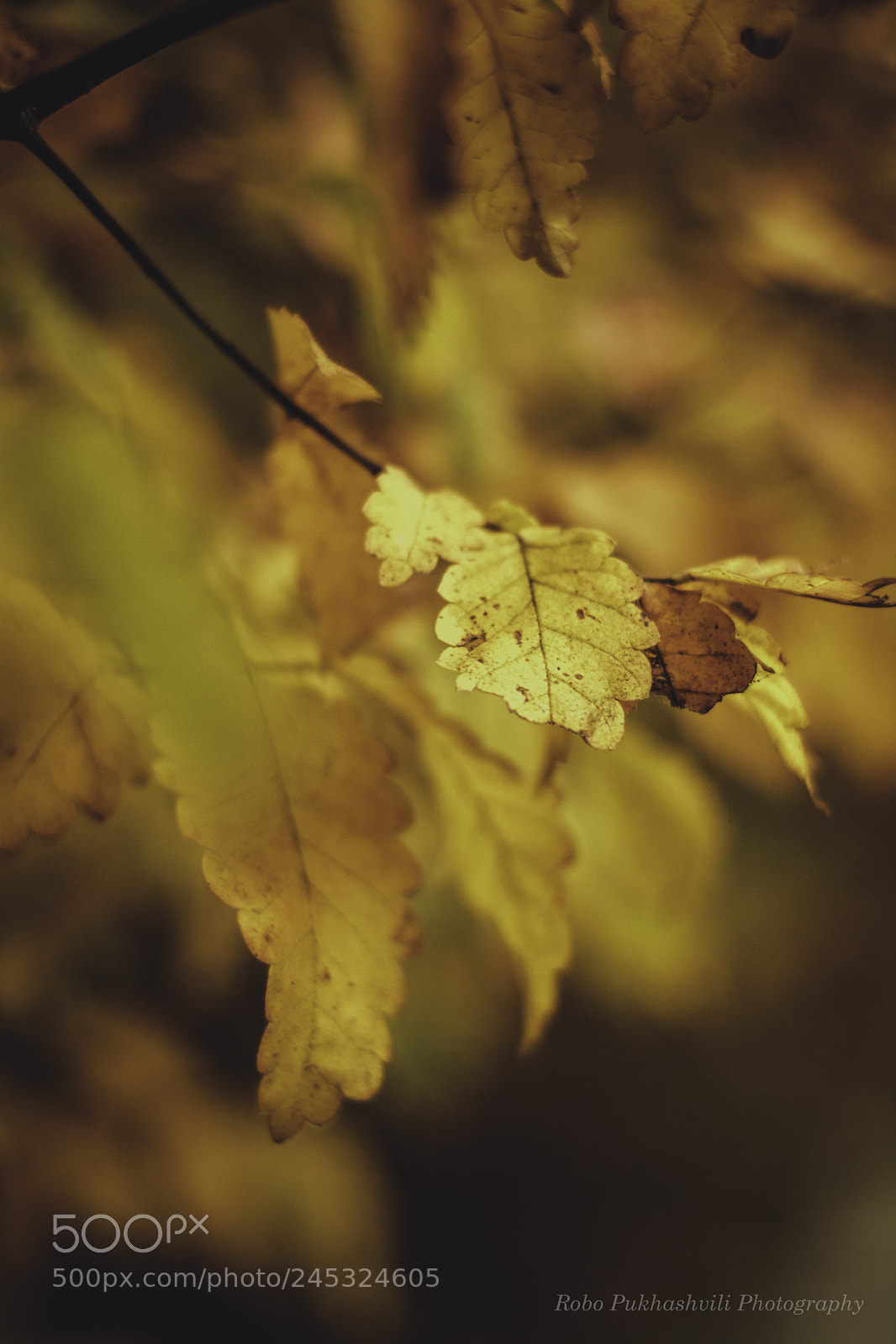 Nikon D7100 sample photo. Autumn photography